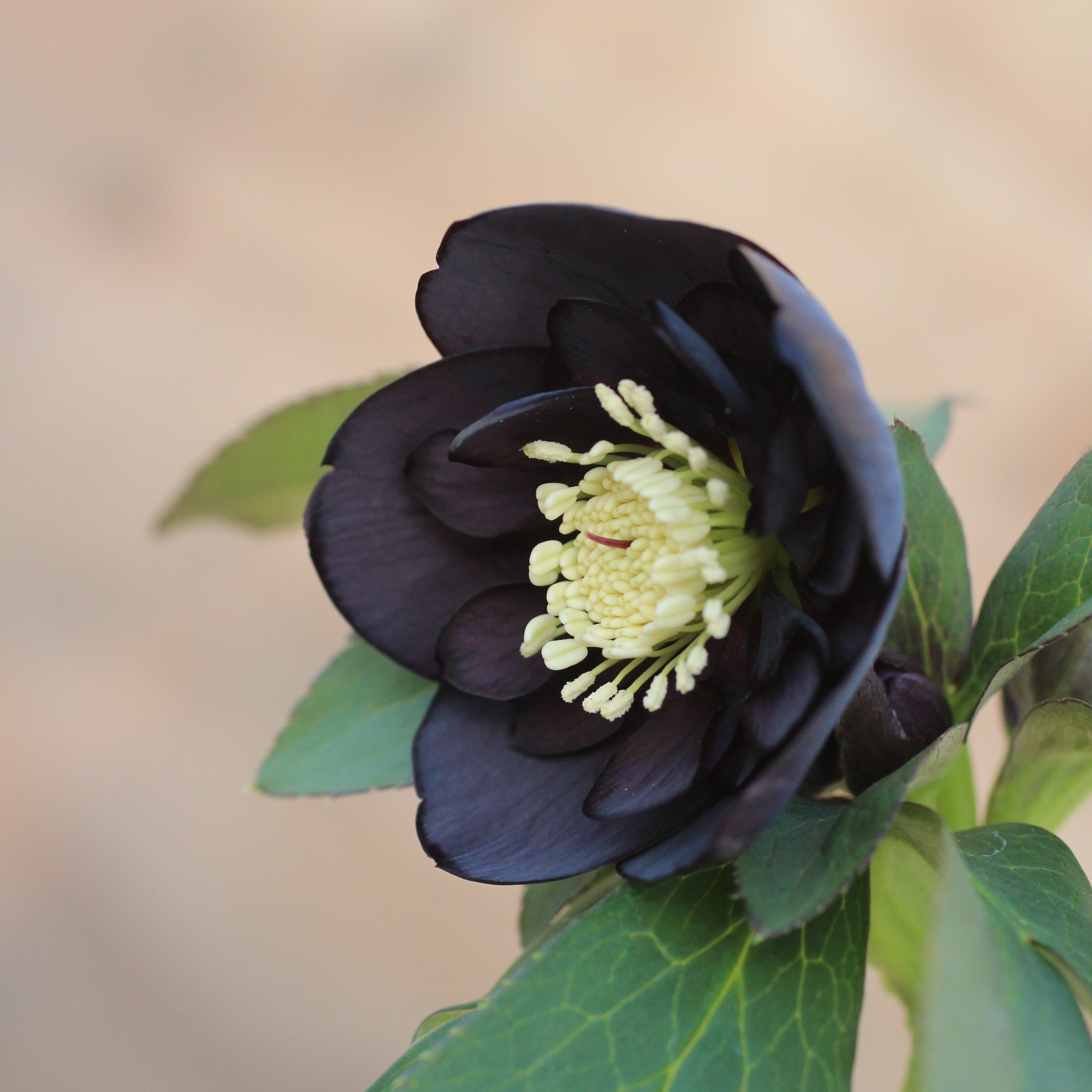 WS26-059 クリスマスローズ ウィンターシンフォニー ブラック