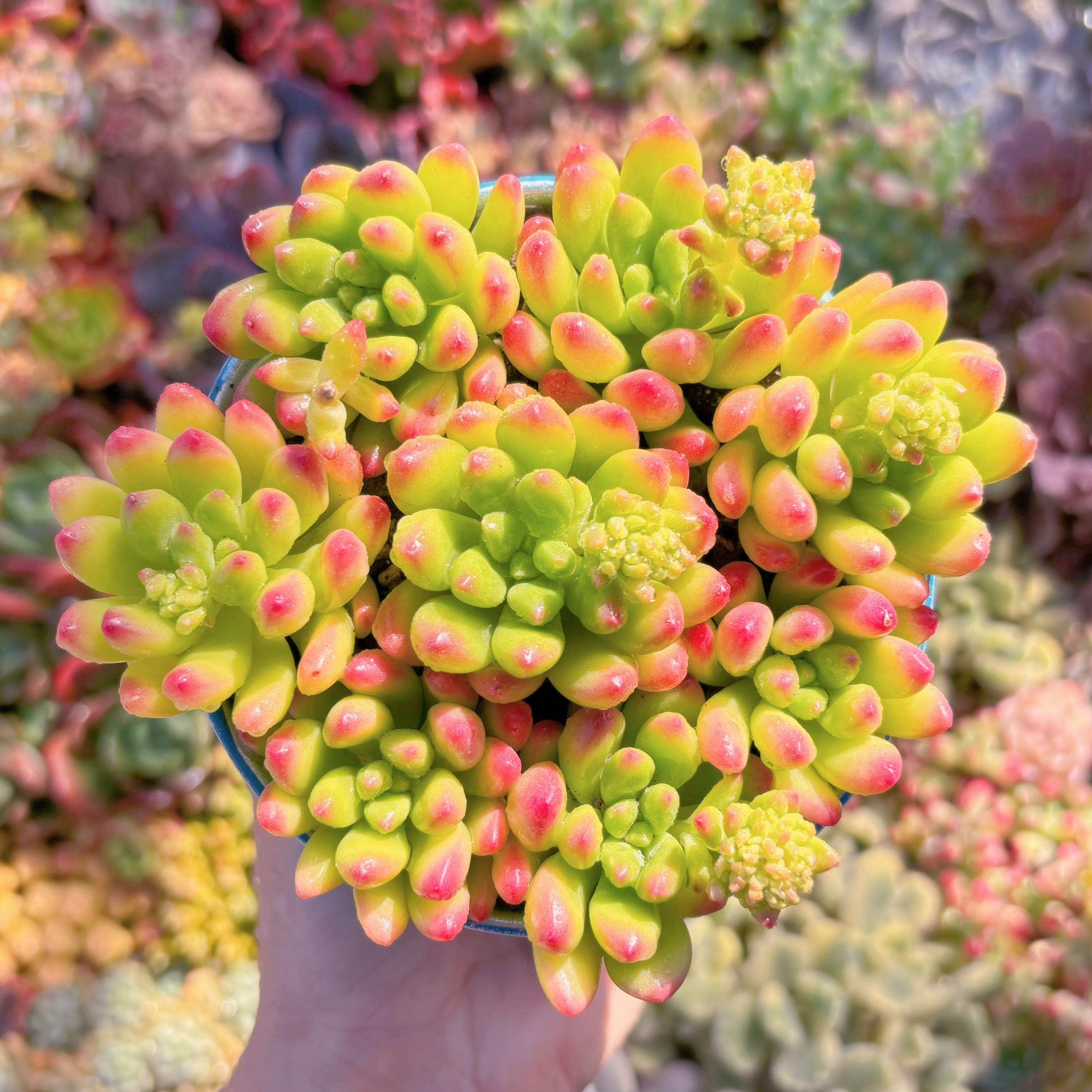 多肉植物　春萌(7苗)　訳あり　新入荷　るる農園