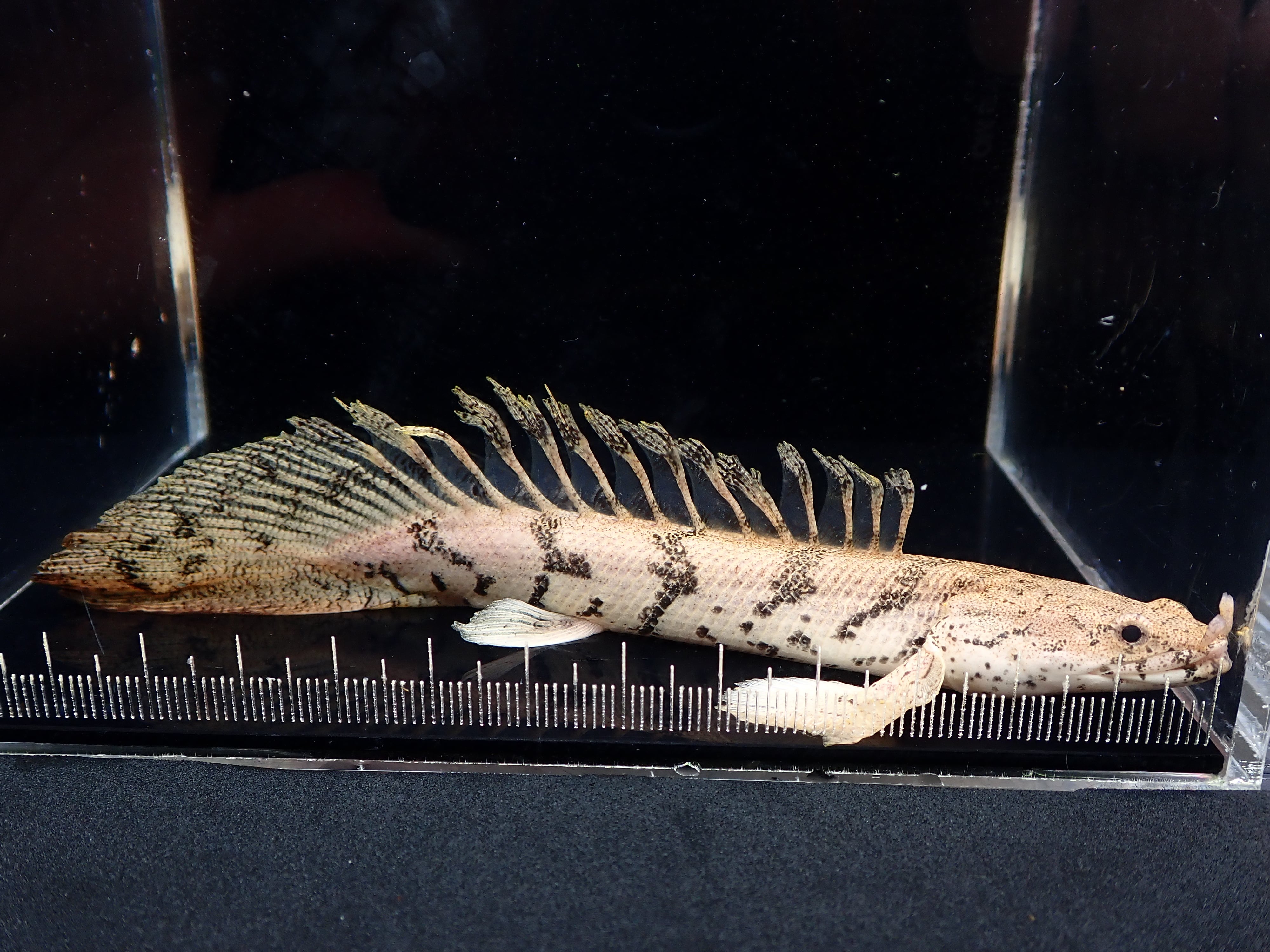 ポリプテルス エンドリケリー ロングフィン 個体販売 03
