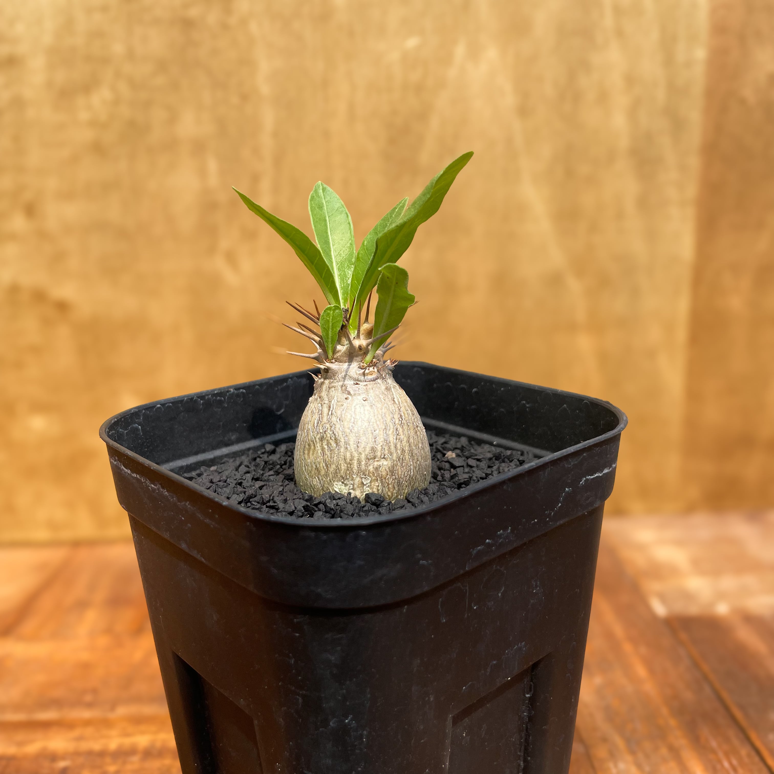 Pachypodium Lealii【パキポディウム・レアリー・実生】 | RIMO