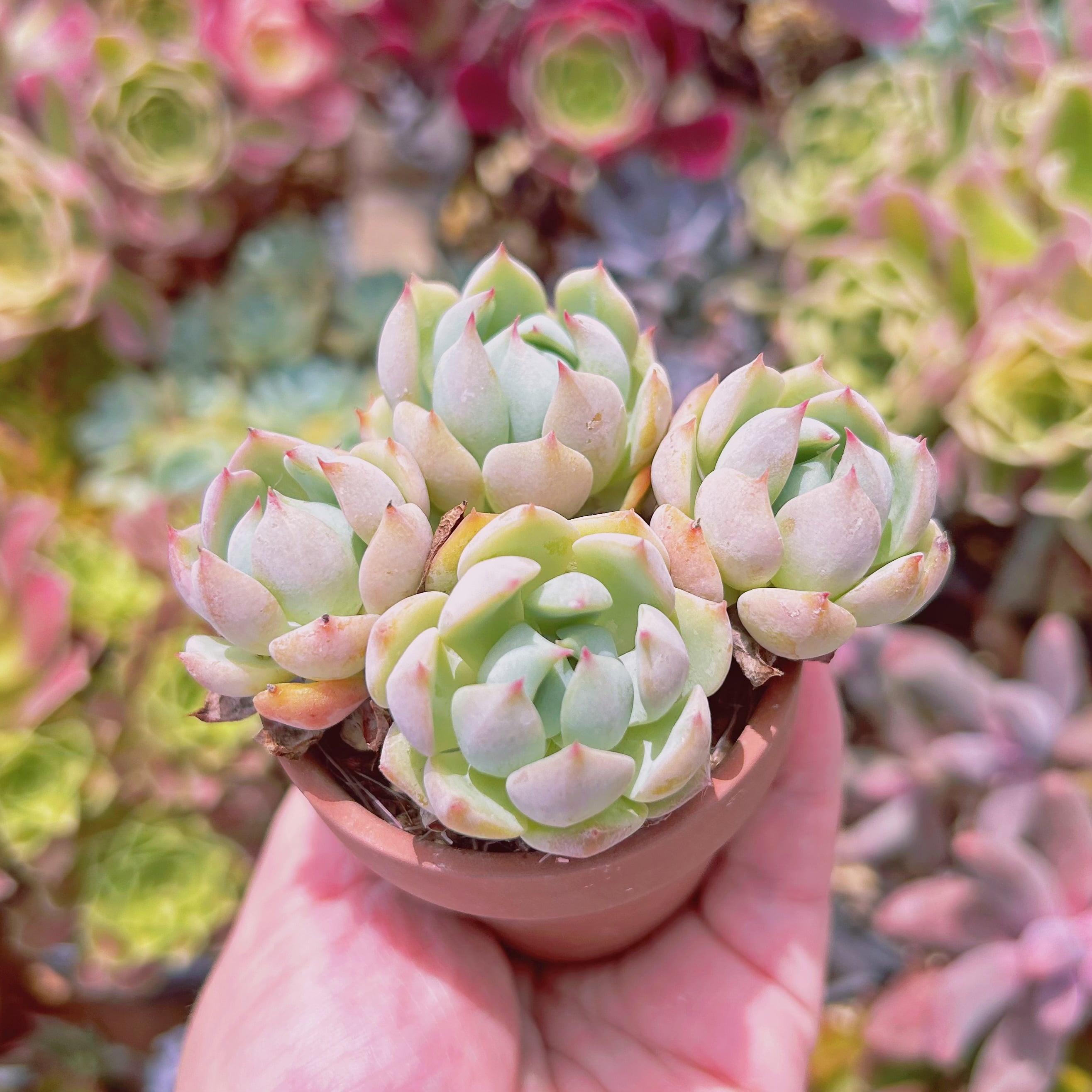 759現物 多肉植物 プリズム 抜き苗 | るる農園~多肉植物専門