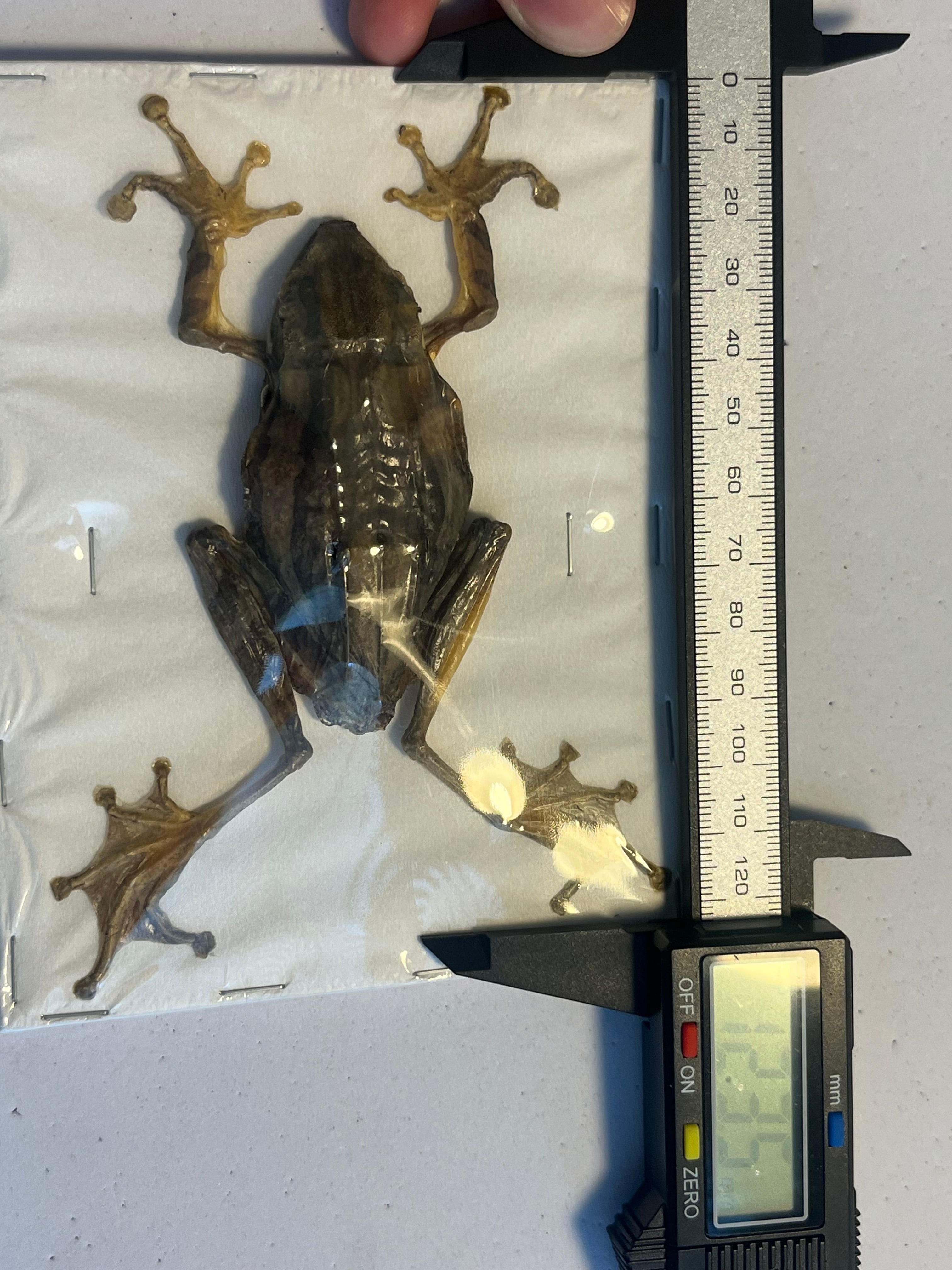 蛙標本】水かきが美麗なカエル イエアメガエル ミルキーフロッグ