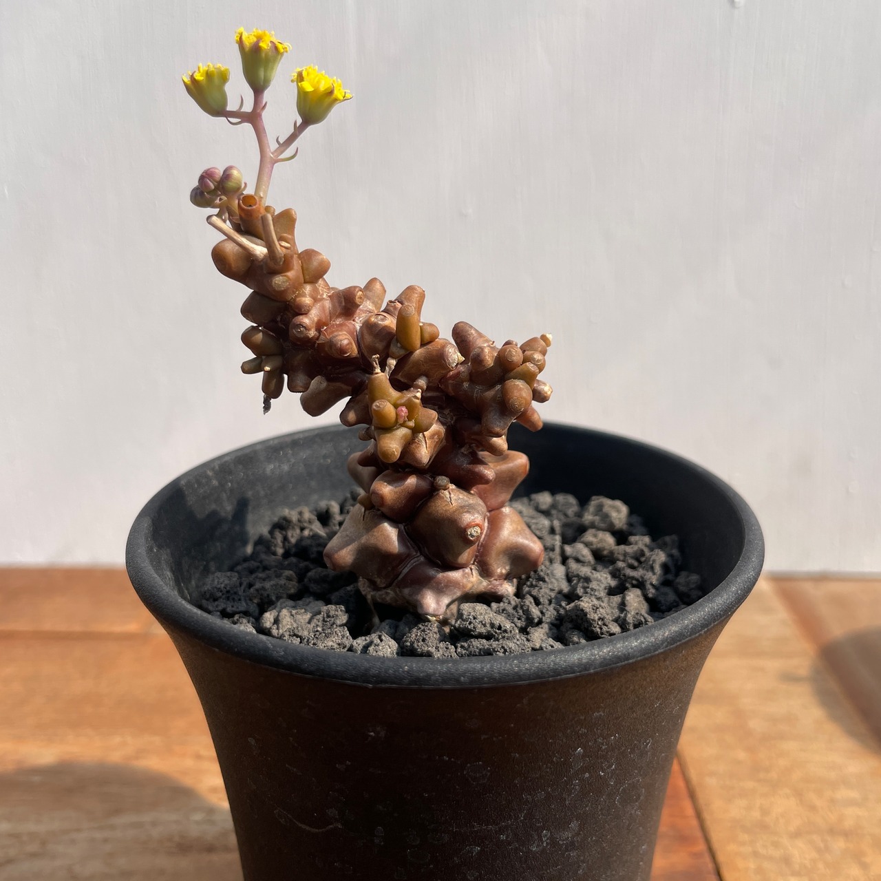 【ご予約品】オトンナ・ヘレー