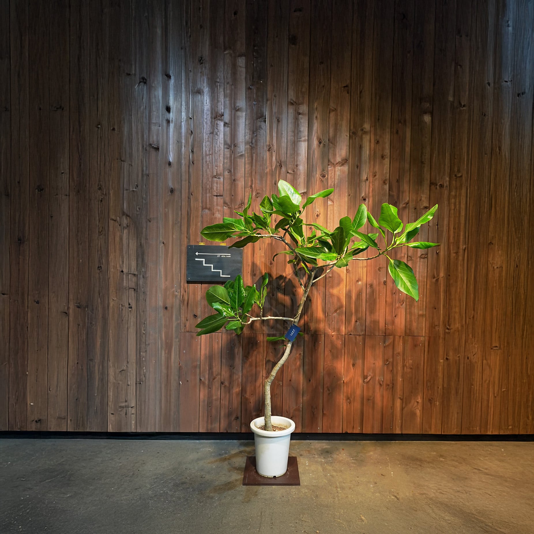 現品］4番フィカスベンガレンシス曲がり8号観葉室内大型ゴムの木