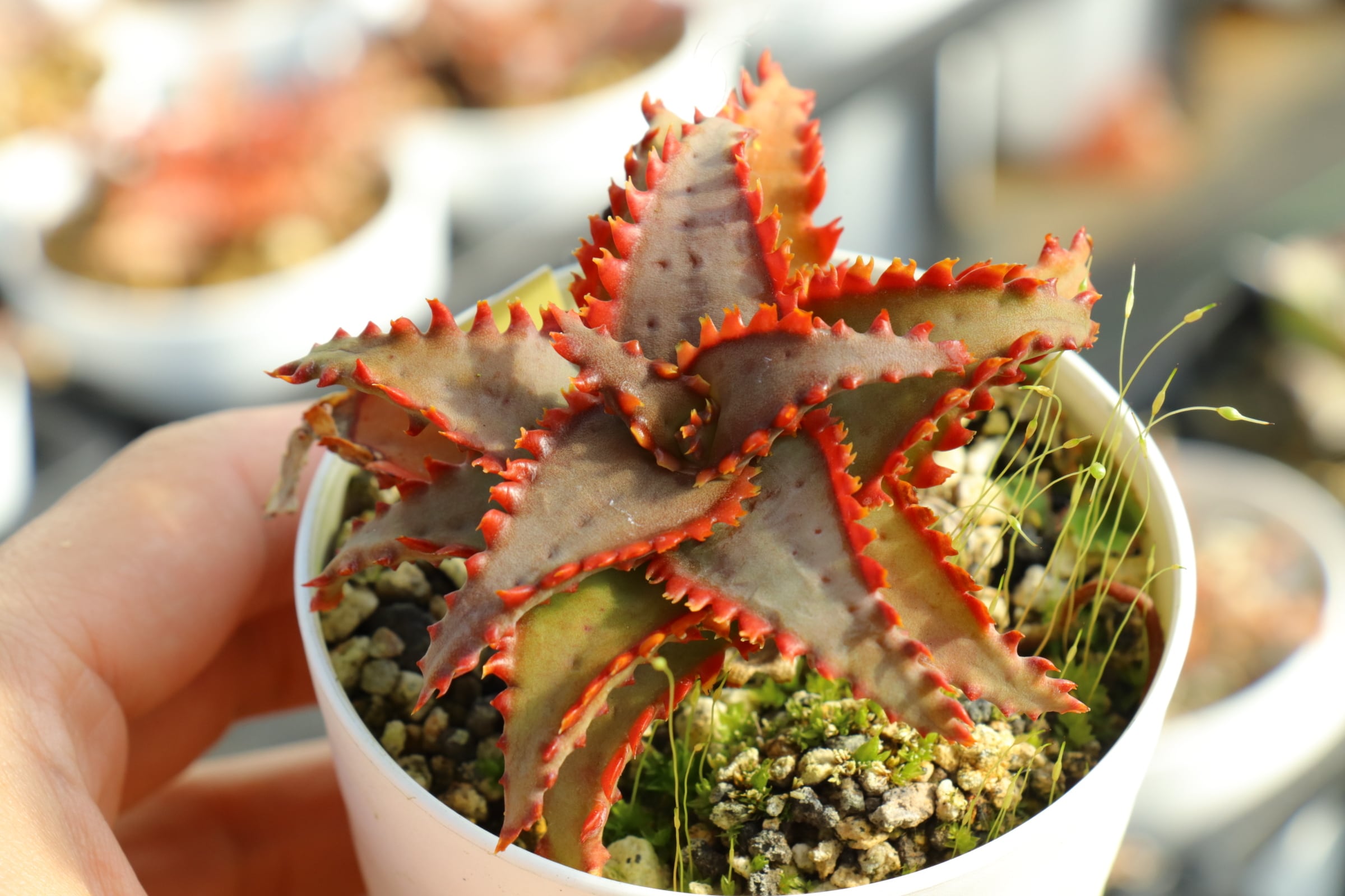 アロエ | THE CORE