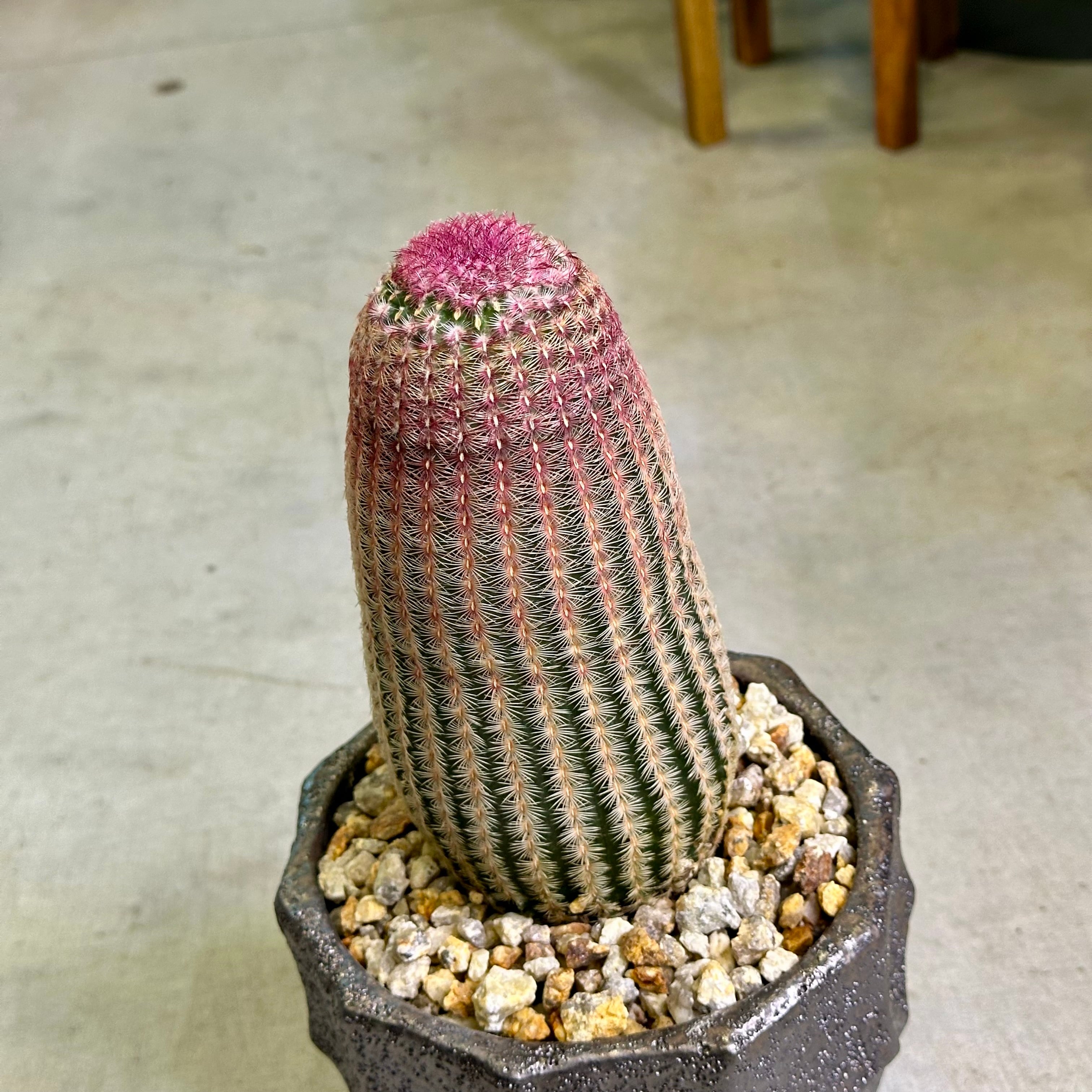 エキノセレウスサボテン・紫太陽 | barrelplants_BONSAI