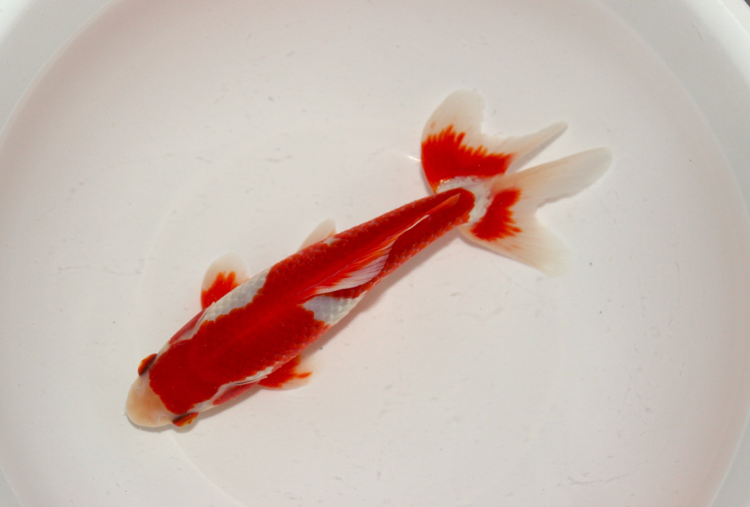 上物】なおちん産 二才 更紗和金 ＃1215-02 | 金魚専門店 和の美