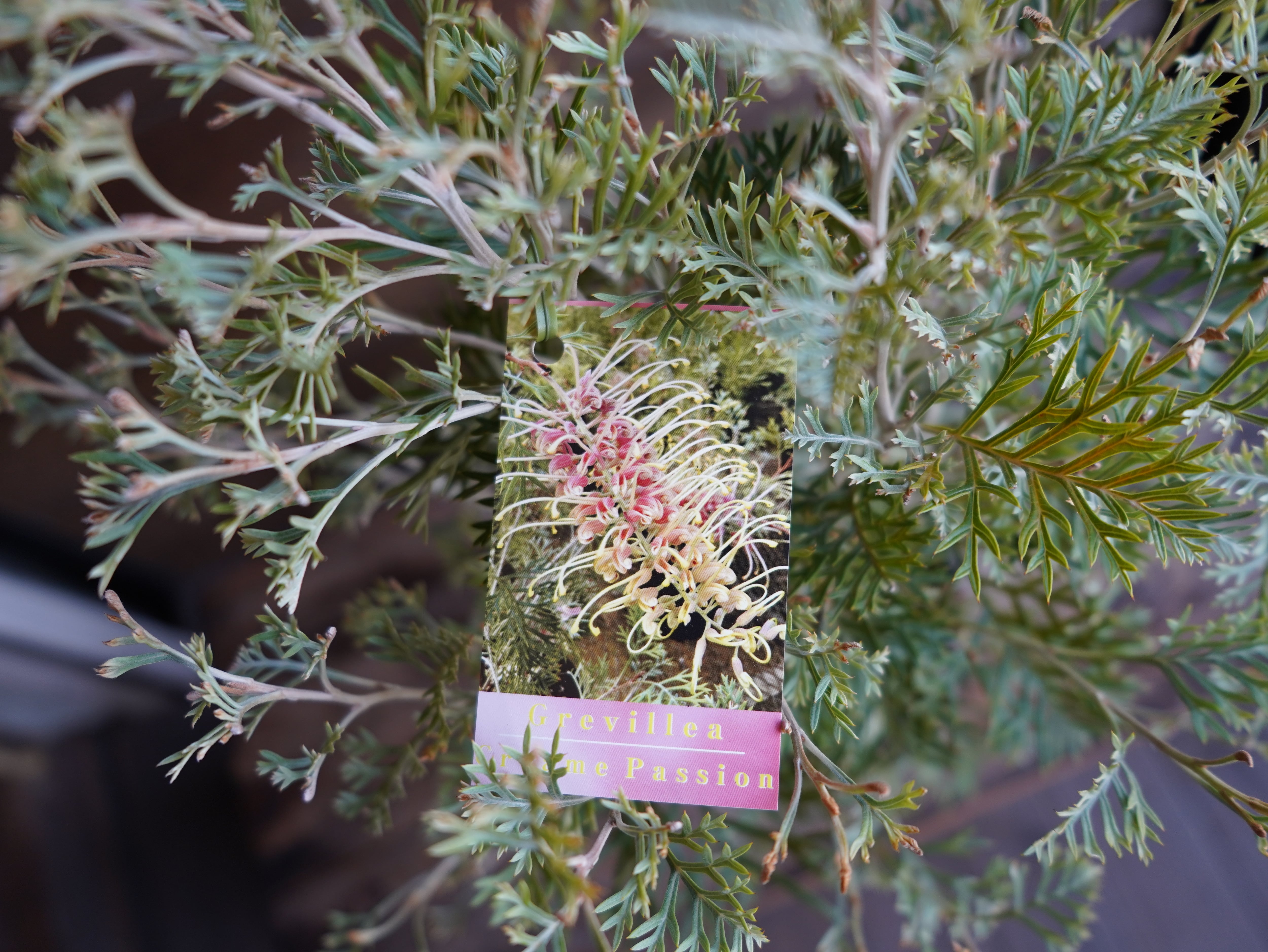 【現物】グレビレア　”クリームパッション”　C