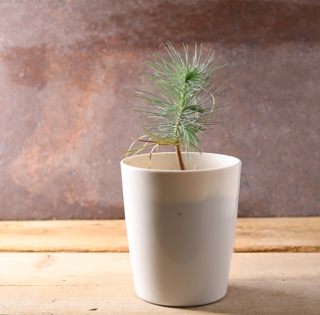 393 力強い樹姿と大粒の実をつける、メキシコ生まれの希少な松