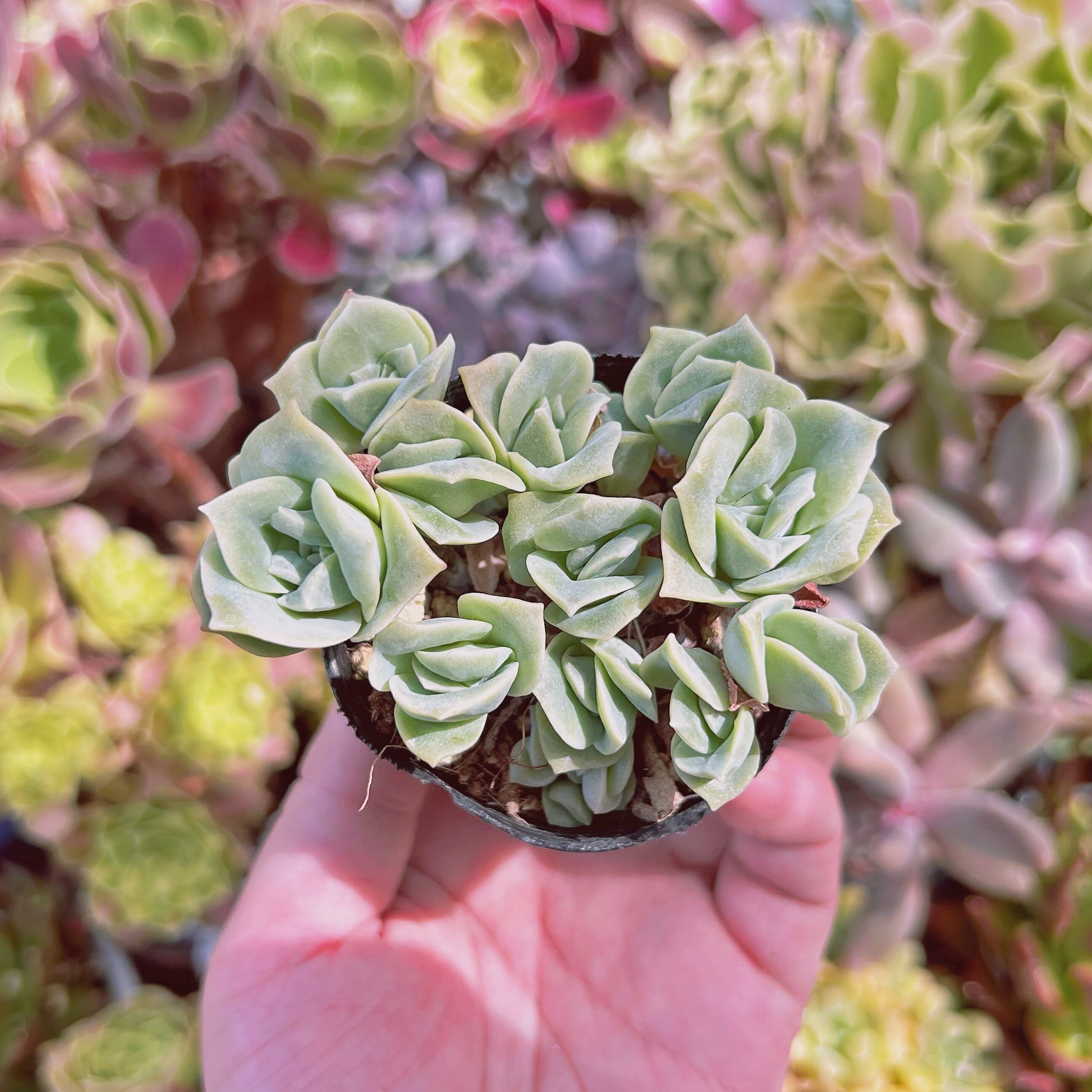 現物　多肉植物　ラブリーローズ　鉢のまま発送　