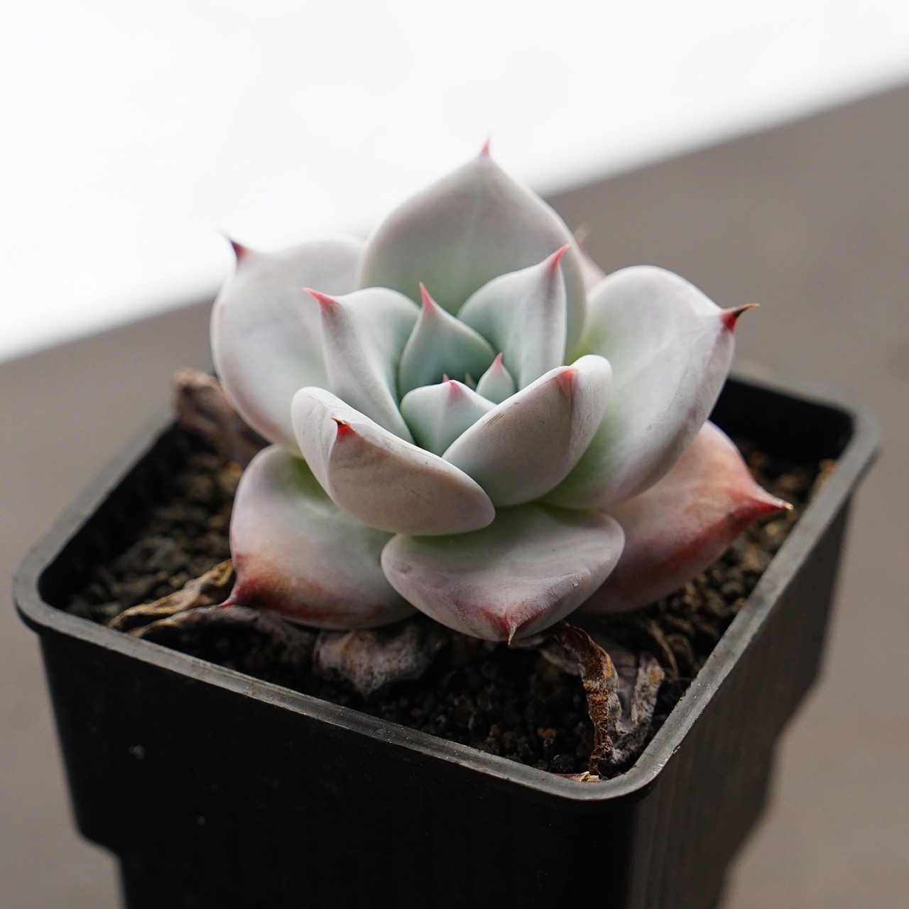 【PREMIUM】 抜き苗 メキシカンジャイアント Echeveria colorata 'Mexican Giant'