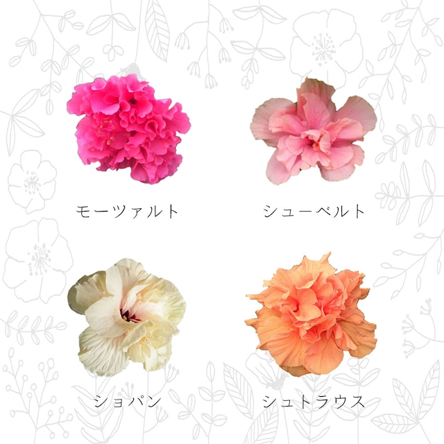 ガ-デンハイビスカス3.5号4色MIX【レア品種・屋外向け】