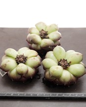 カット苗 ティッピー Echeveria 'Tippy'