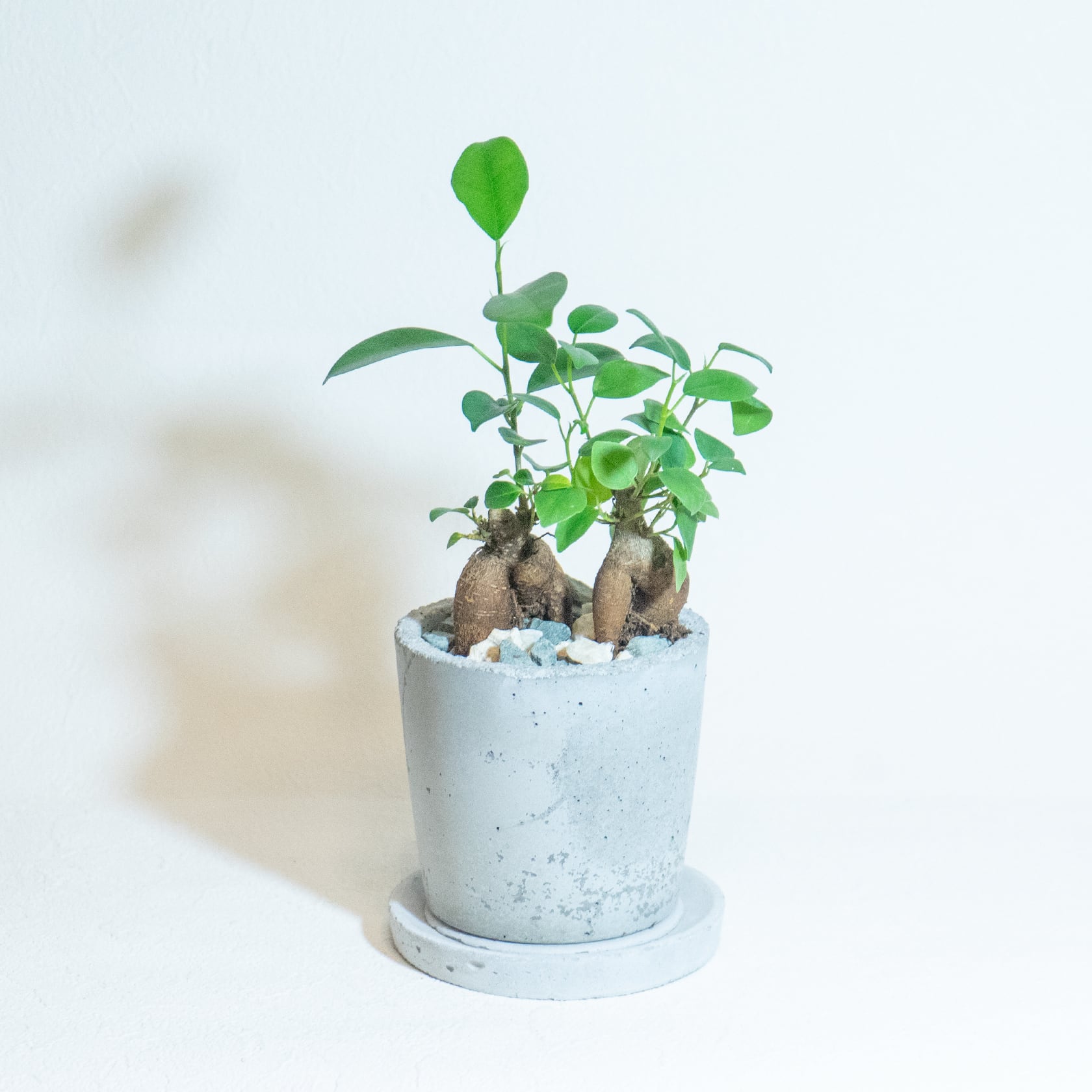 \送料無料/≪ 観葉植物 ≫室内管理もオッケーなガジュマルの鉢植え|手のひらサイズの手づくりモルタル鉢