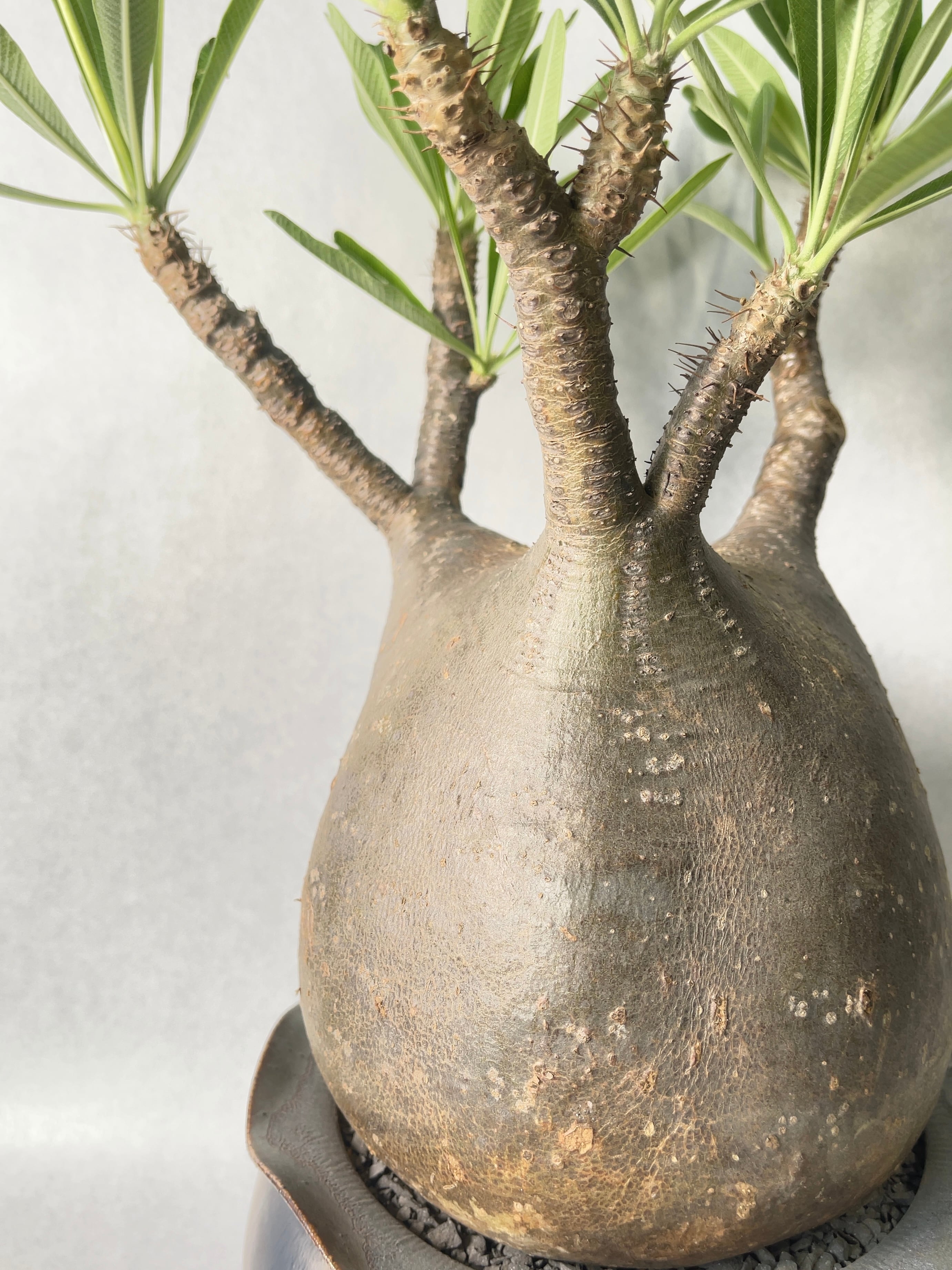 発根済み グラキリス 塊根 パキポディウム グラキ 抜苗 6313 「塊根植物」パキポディウム グラキリス L 抜き苗【1/20最新到着