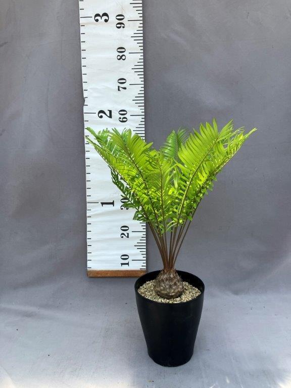 観葉植物 | 日本ライン花木センター