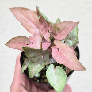 ②《シンゴニウム レッド フェザー》Syngonium Red Feather 観葉植物  ポット発送