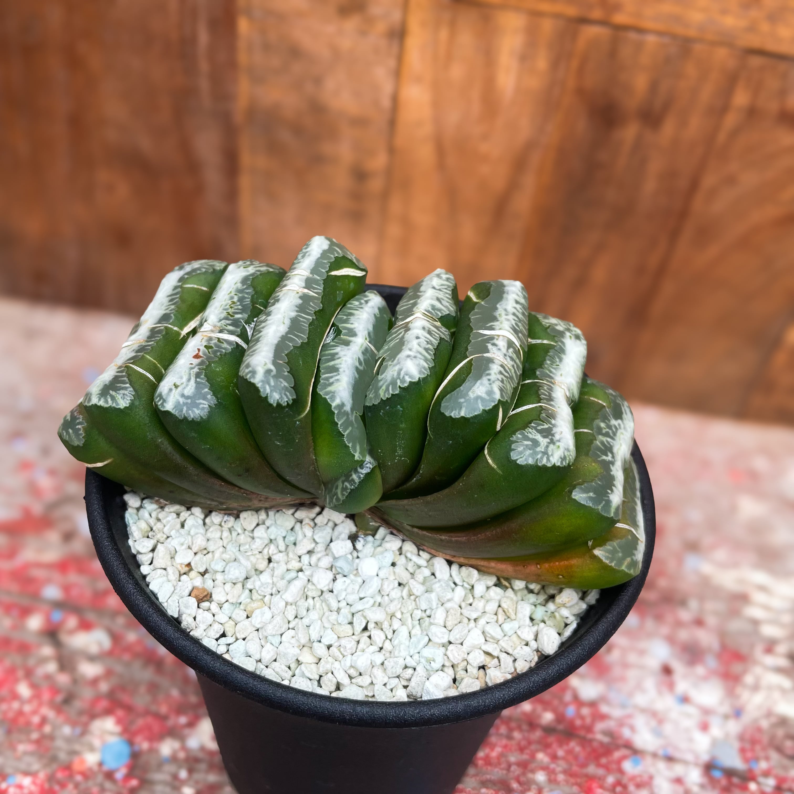 多肉植物 ハオルチア 玉扇 徳田マンモス Yahoo!オークション -「玉扇