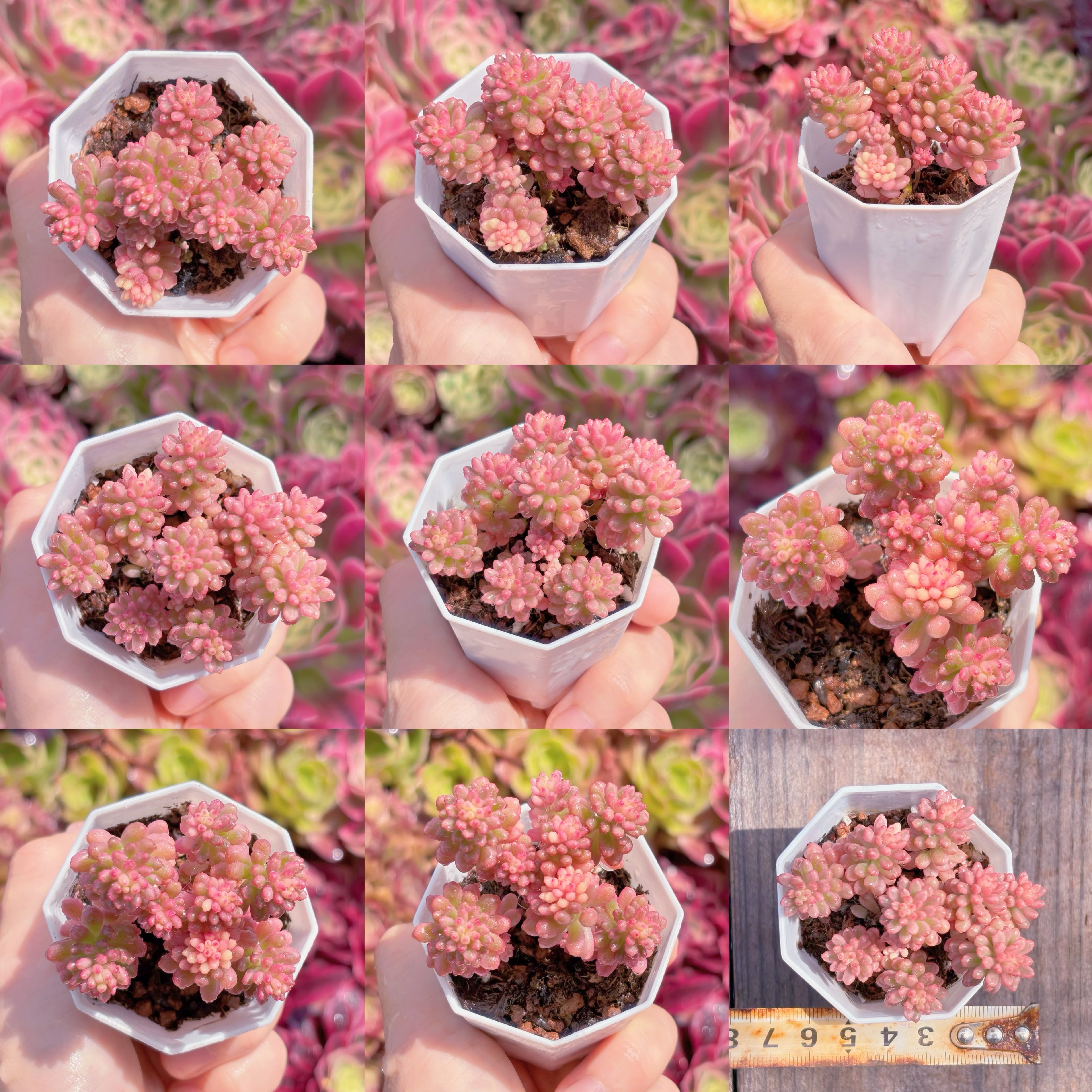 多肉植物 レッドベリー錦 新入荷 るる農園 | るる農園~多肉植物専門