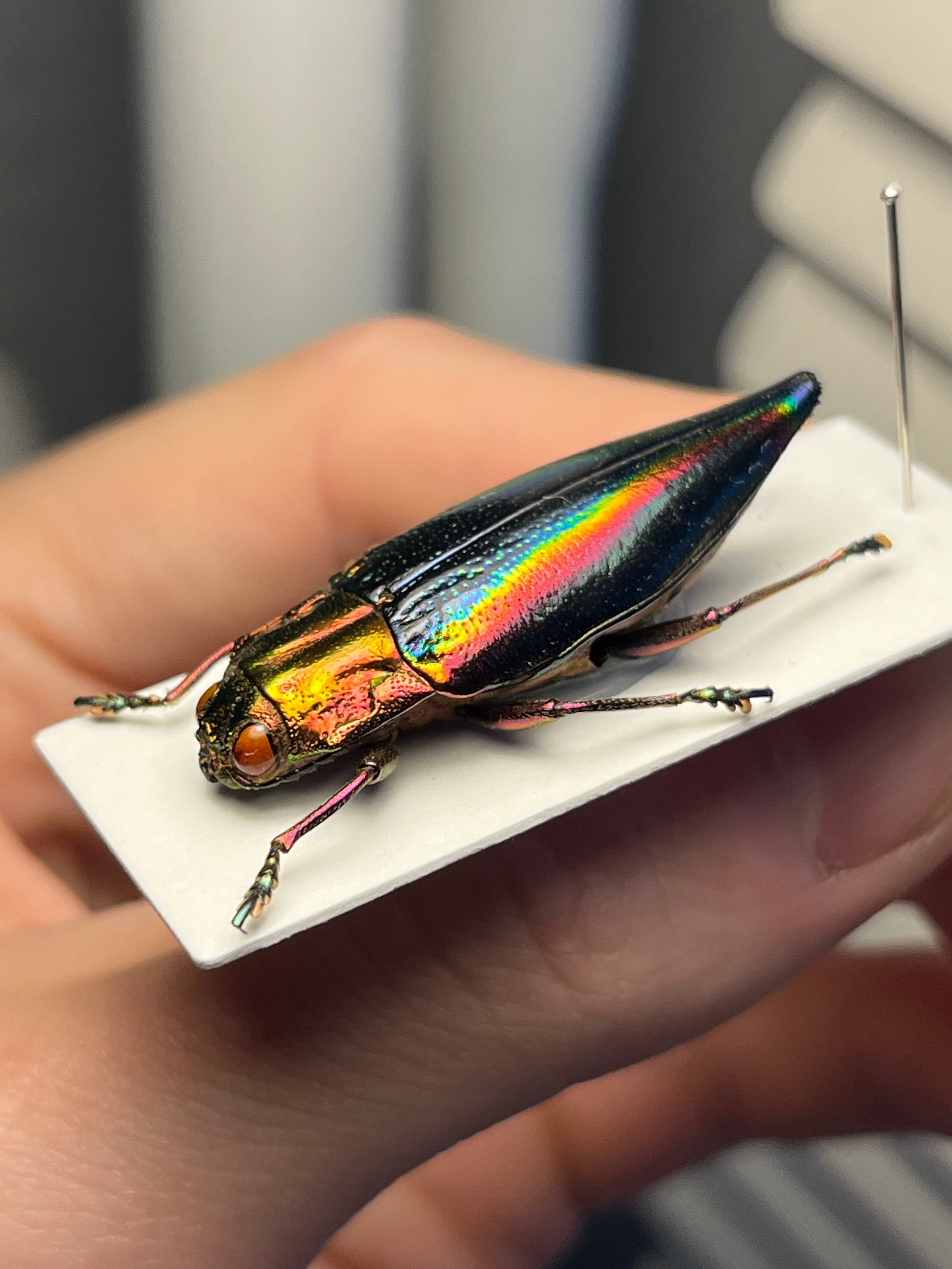 【玉虫最大級】アラメオオルリタマムシ 標本 スハンダエプラチナコガネコブハムシ 玉虫最大級】アラメオオルリタマムシ 標本 スハンダエプラチナコガネ