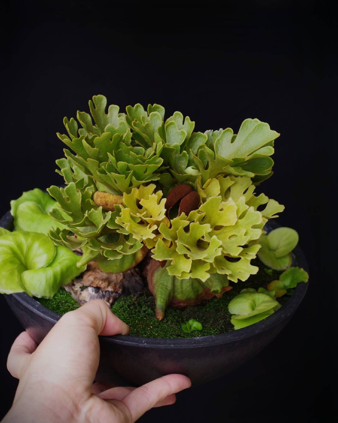 ビカクシダ ridleyi dwarf b Platycerium ridleyi dwarf type-B selected (KH) sporeling | 伊藤蟻
