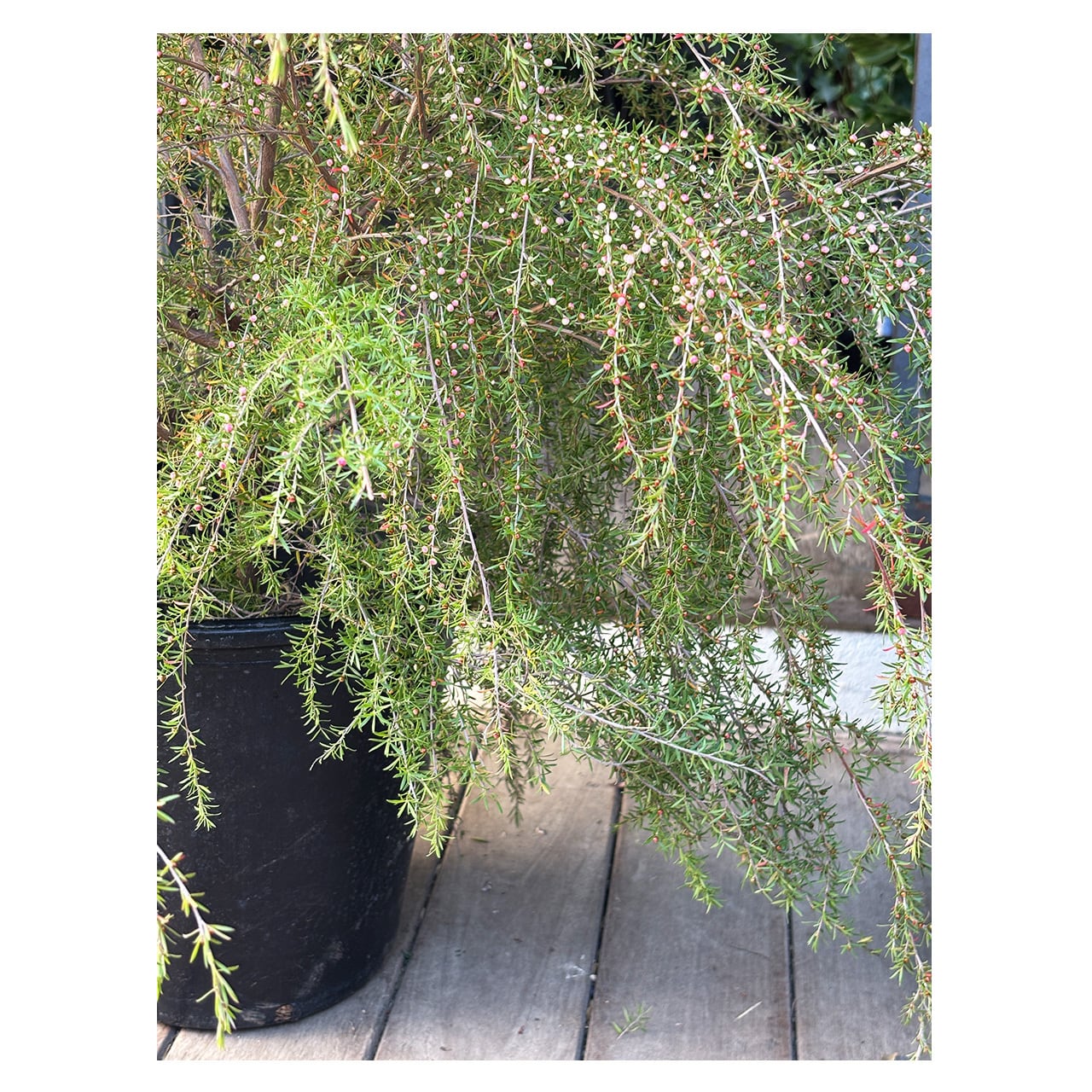 Leptospermum polygalifolium 'Cardwell' | Seeding