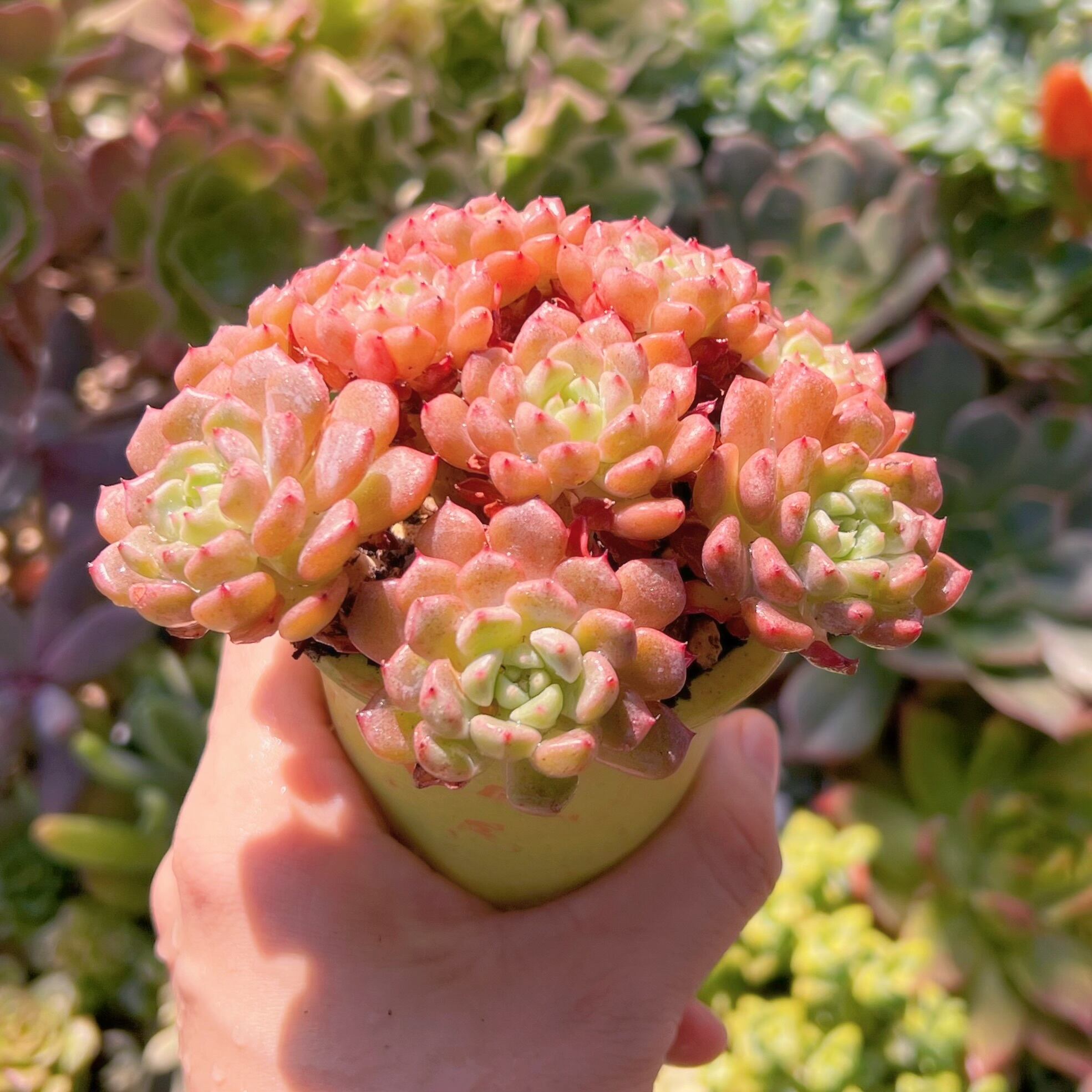 ❣️不揃い♡スノーピーチ5苗❣️カット苗 ランダム エケベリア 寄せ植え 多肉植物 多肉植物 スノーピーチ 群生 新入荷 るる農園 | るる農園~多肉植物専門