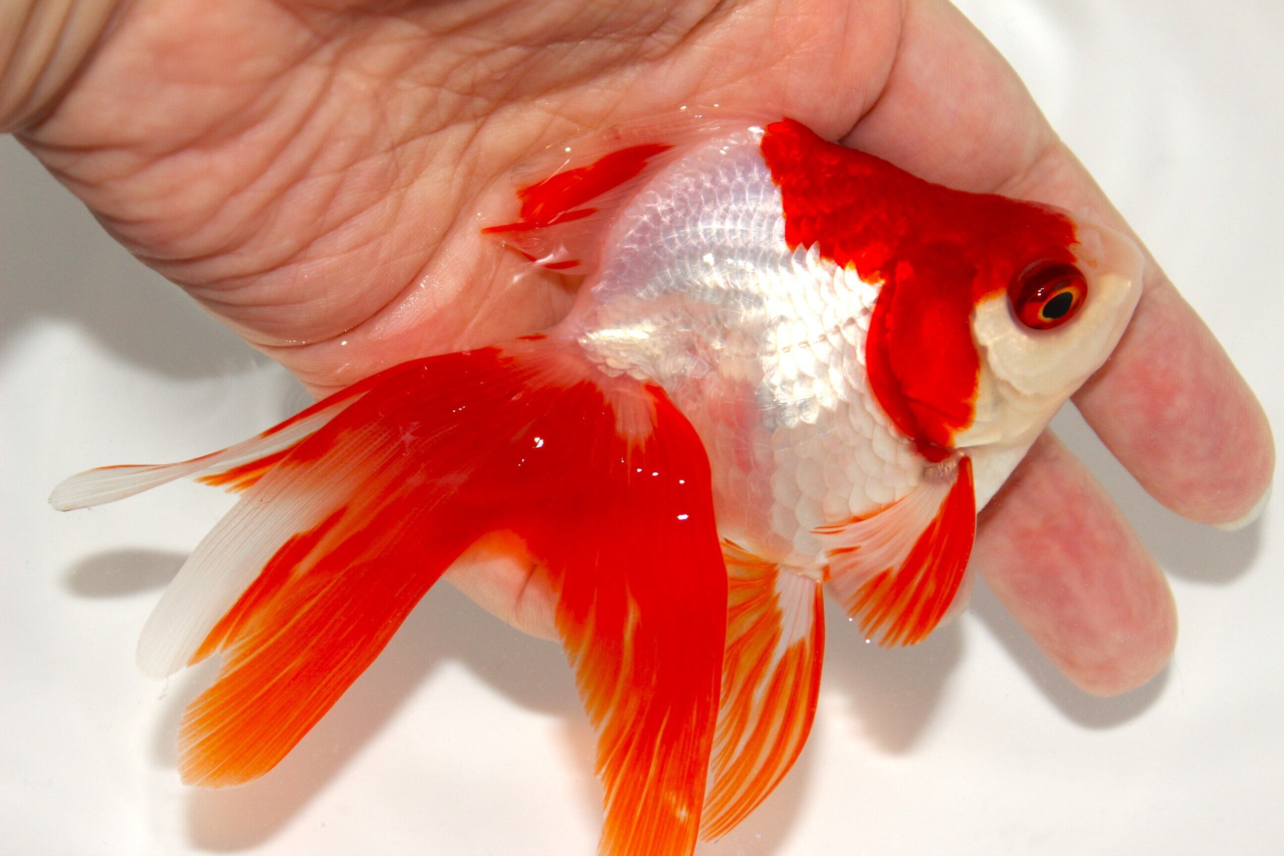 ご売約魚】荻野養魚場産 二才 更紗琉金 ＃1220-02 | 金魚専門店 和の美