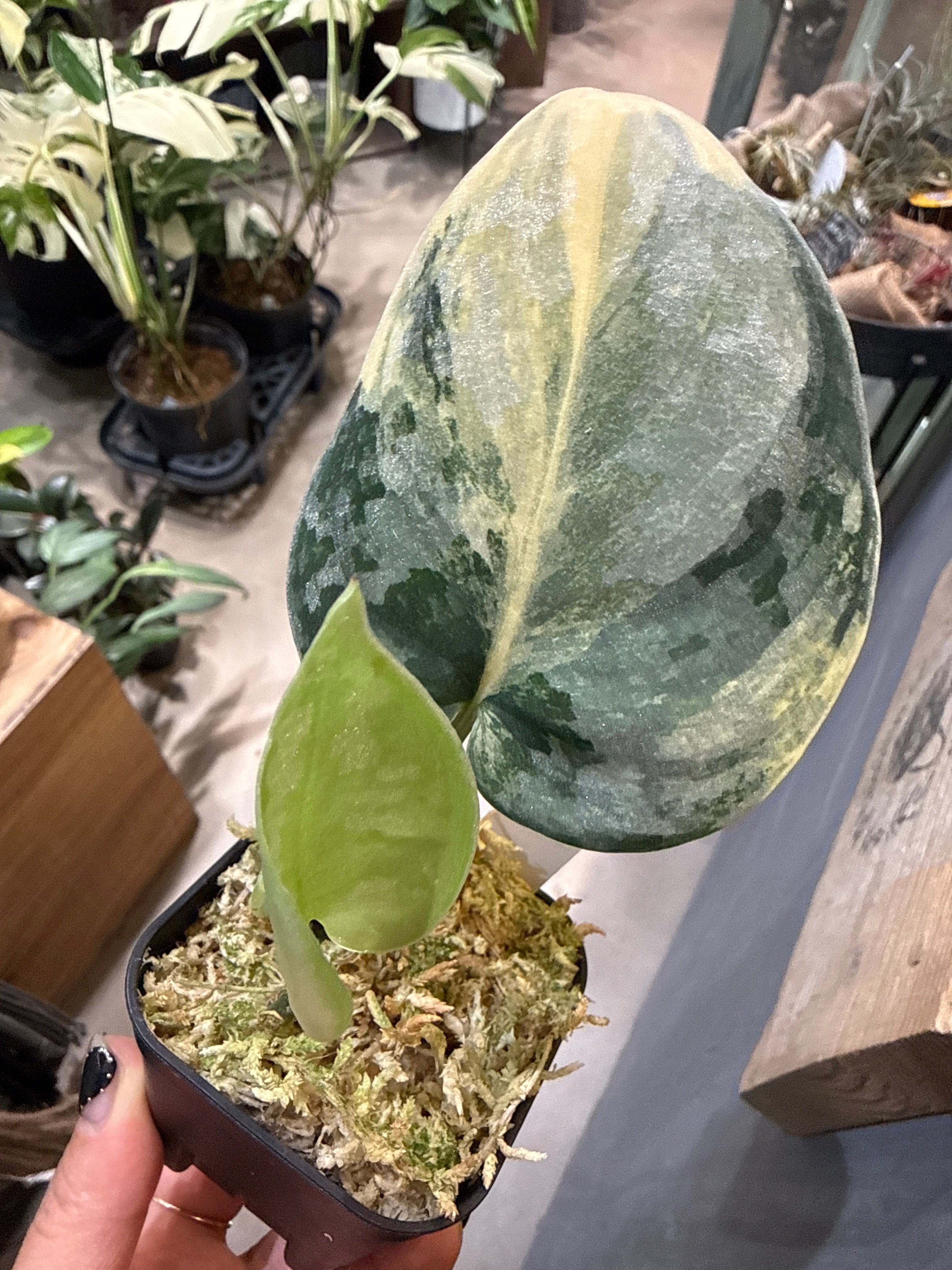 MIDORIYA 観葉植物専門店