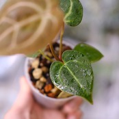 Anthurium Carlablackiae × A. Ace of Spade / アンスリウム カーラブラッキー × エース オブ スペード │観葉植物