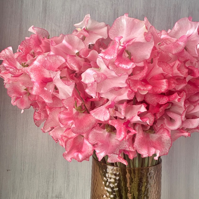 【先取りスイートピー　即出荷】　オレンジリップル　（アプリコットオレンジ）　50本　