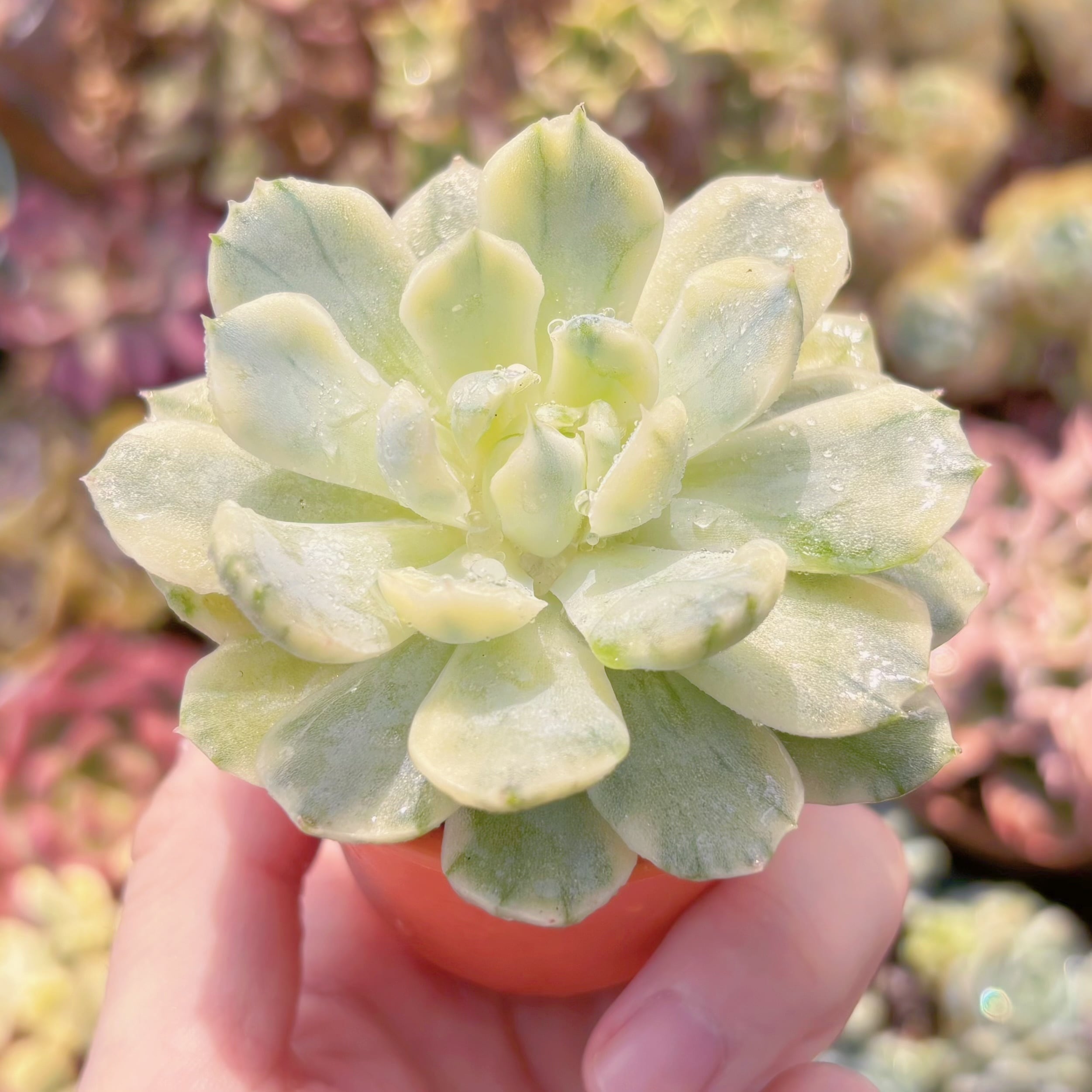 多肉植物 クリームベリー錦 新入荷 るる農園 | るる農園~多肉植物専門