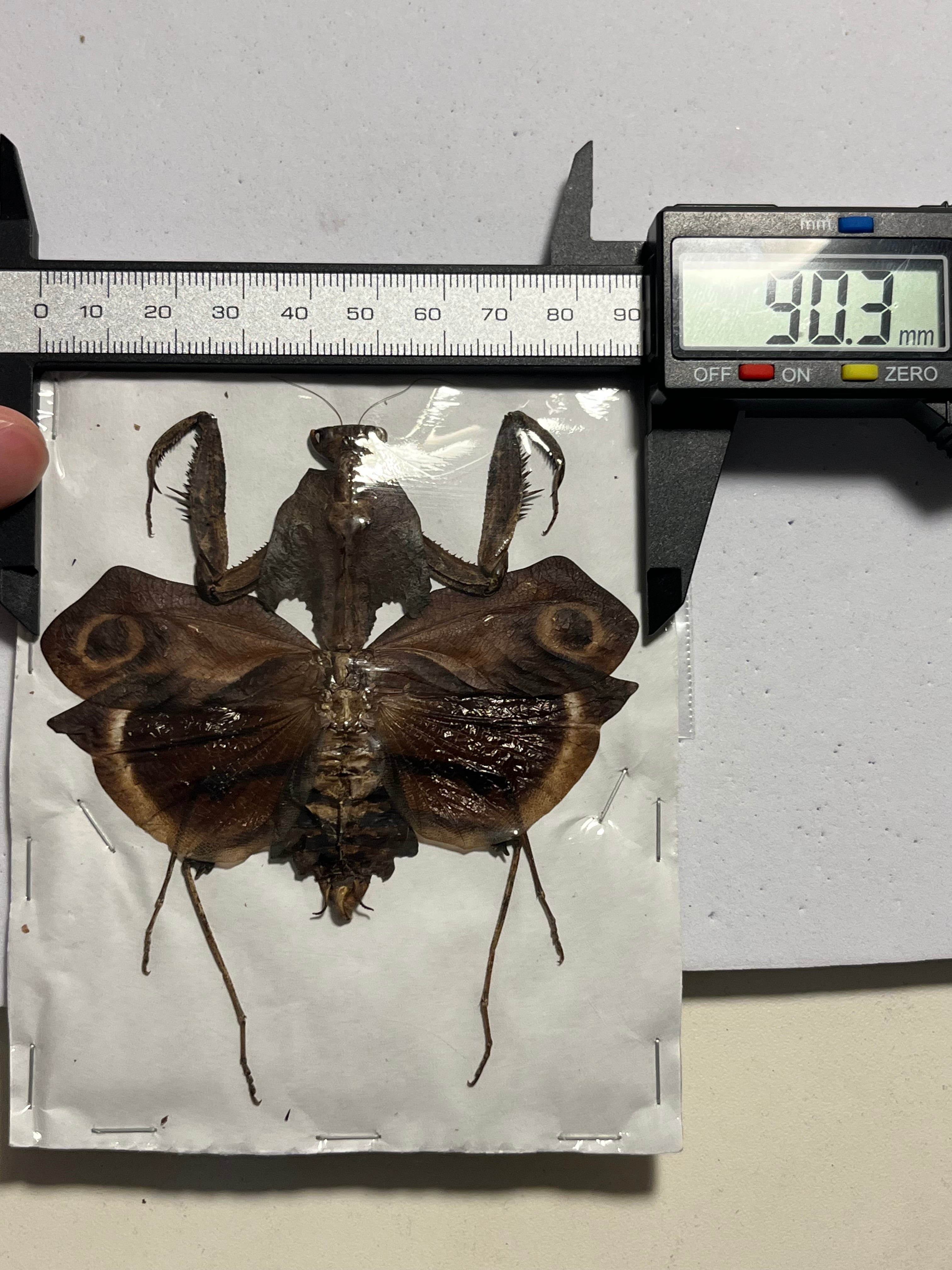 メダマカレハカマキリ 標本 マンティスタランチュラムカデセンチピード