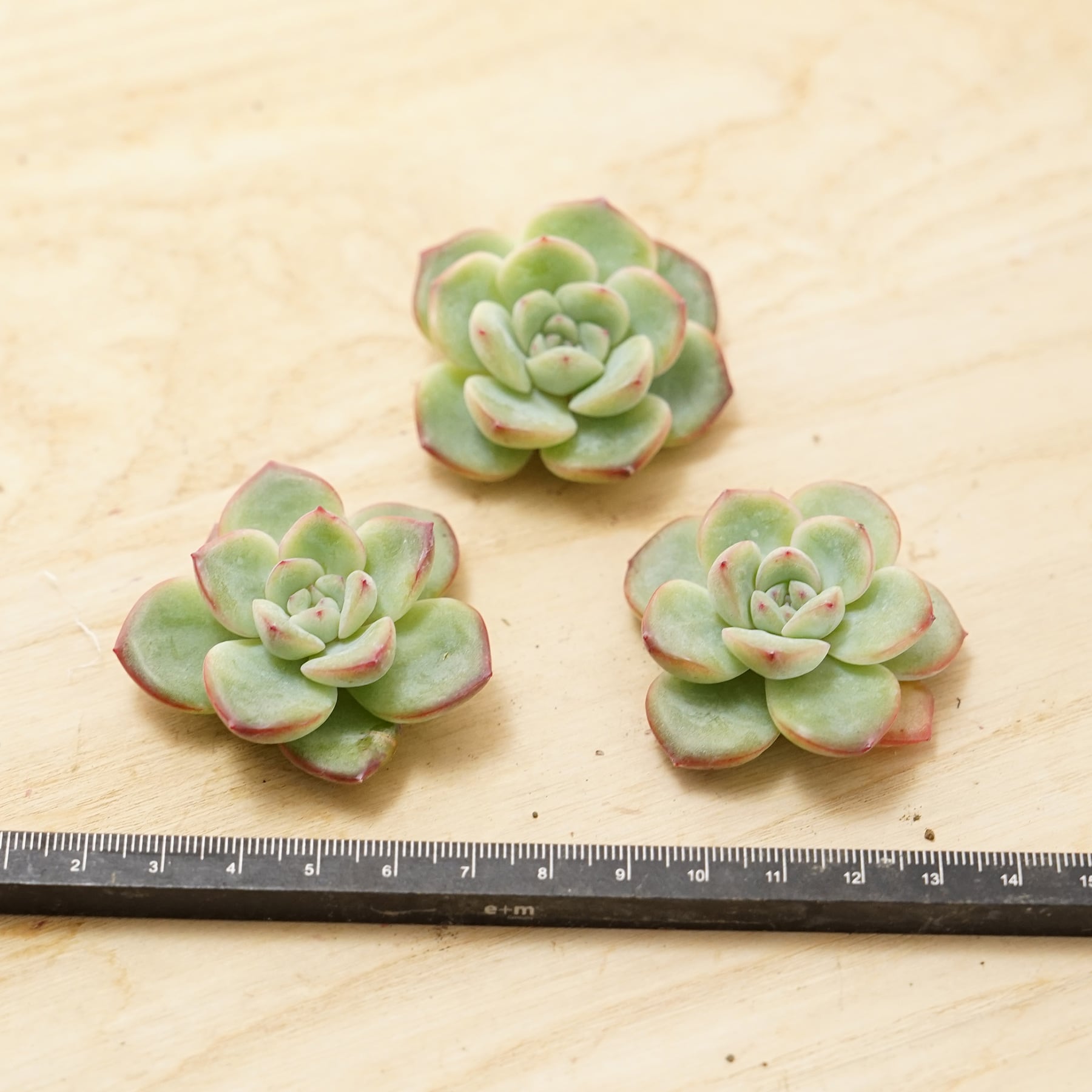 カット苗 センセーション Echeveria 