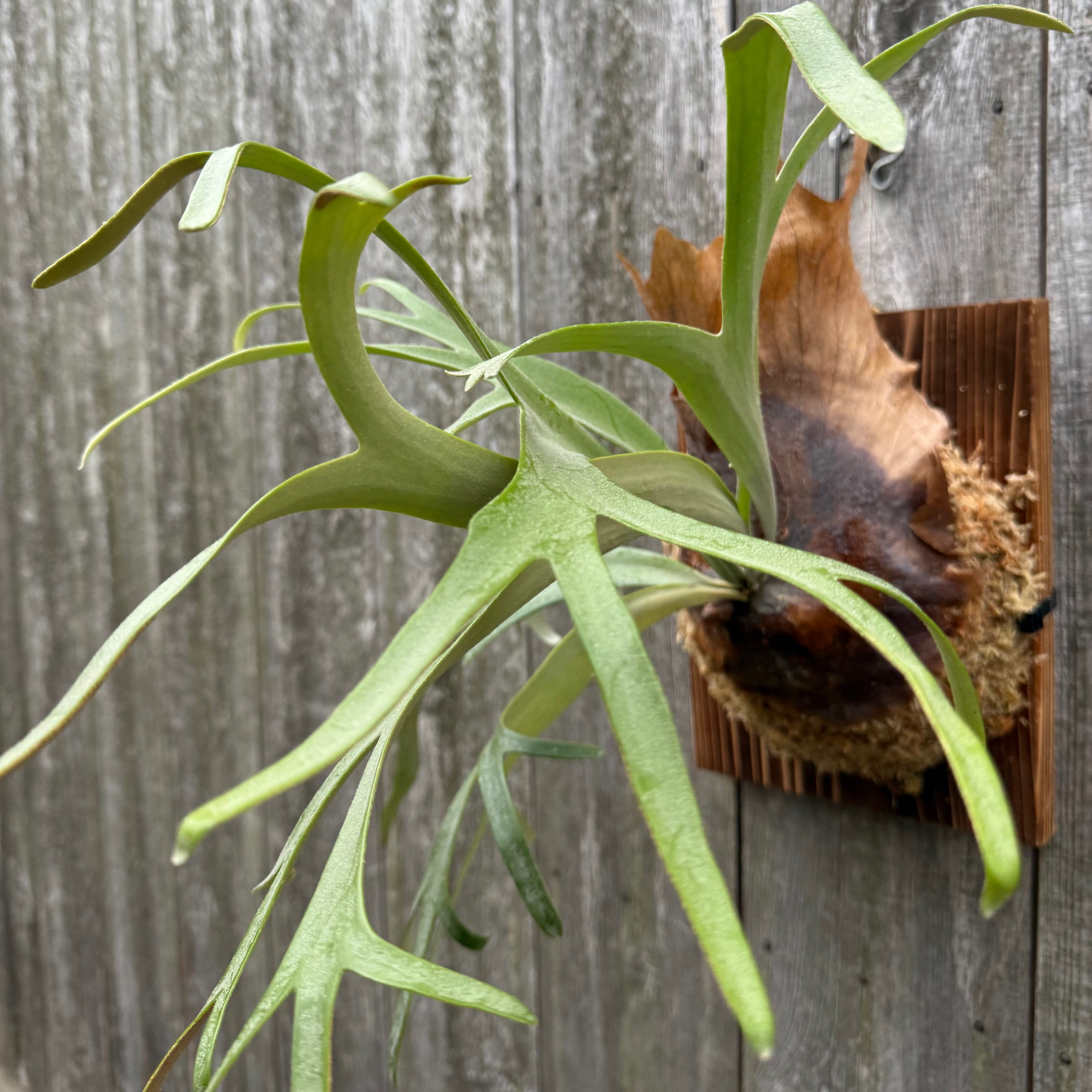 P. willinckii cv. Silvery Dwarf (pup) | naturefix