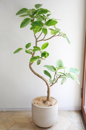 【L/146cm】フィカス アルテシマ/Ficus Altissima