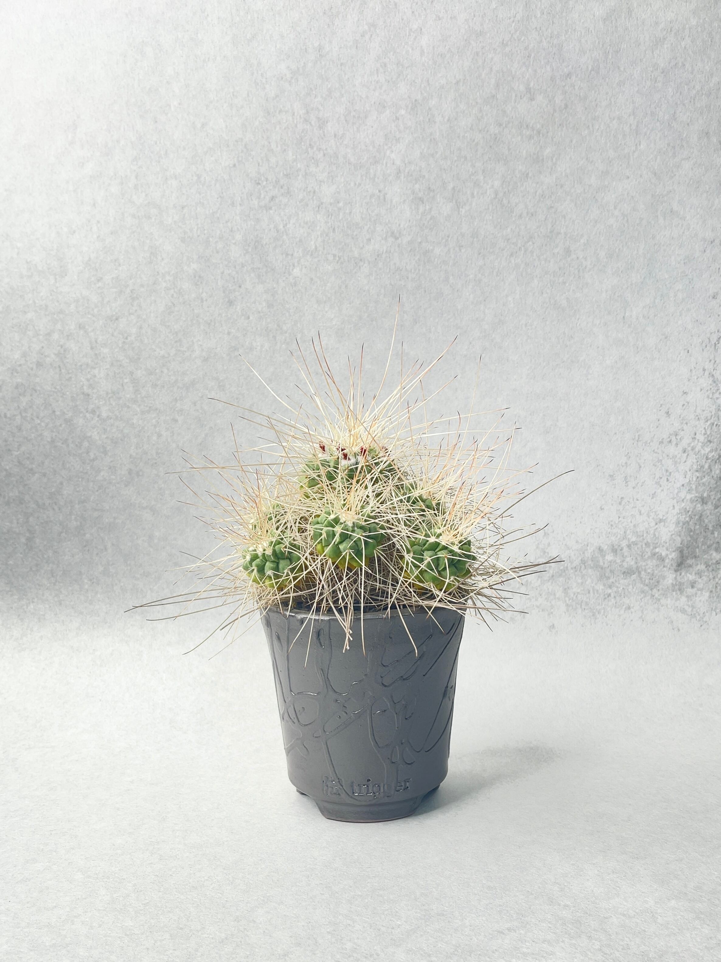 マミラリア・超長刺白竜丸