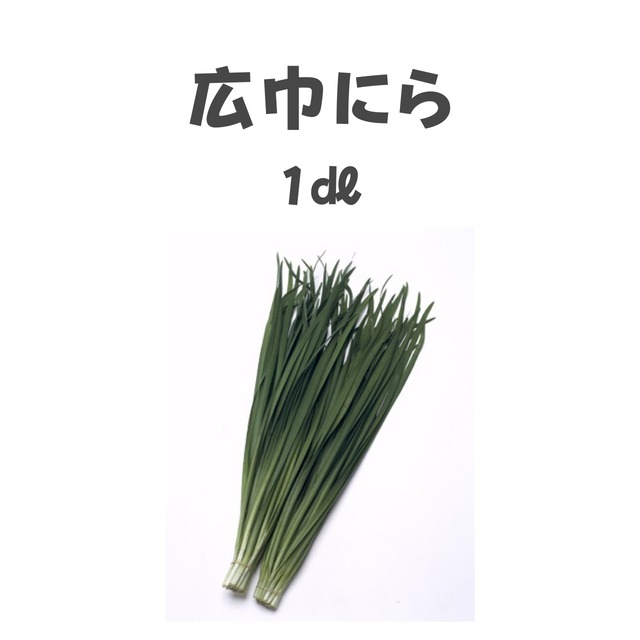 広巾にら　ニラ種子・1dl