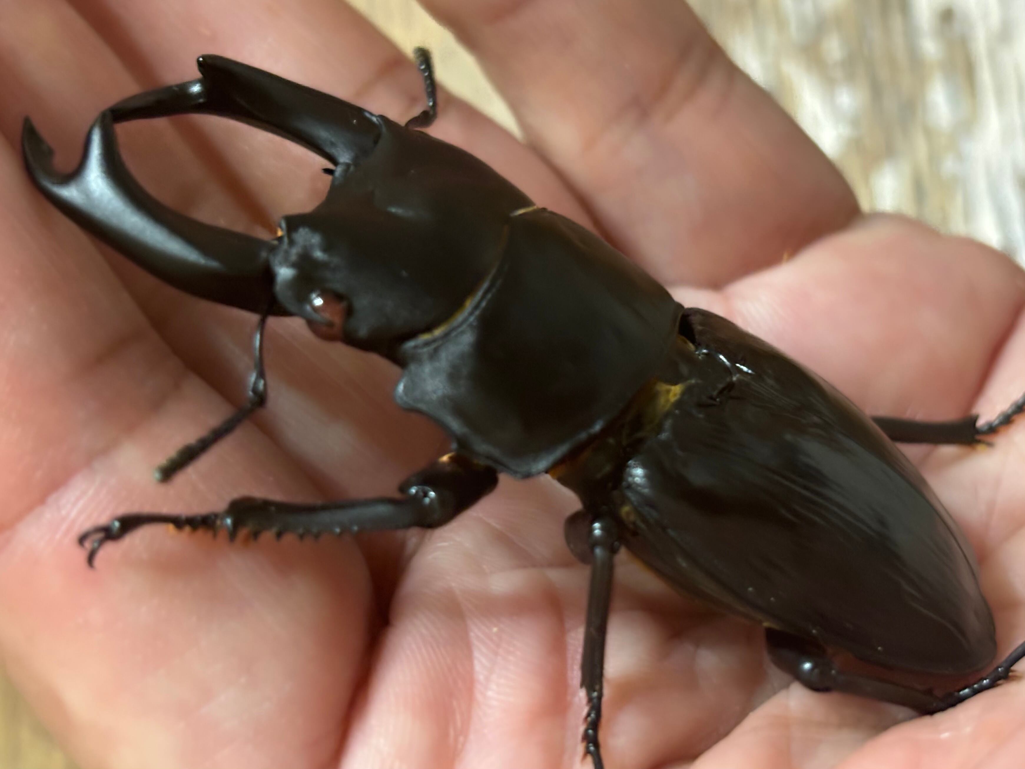 ◇国産オオクワガタ「機龍」♂♀ペア レッドアイ 赤眼 新成虫◇ 【公式