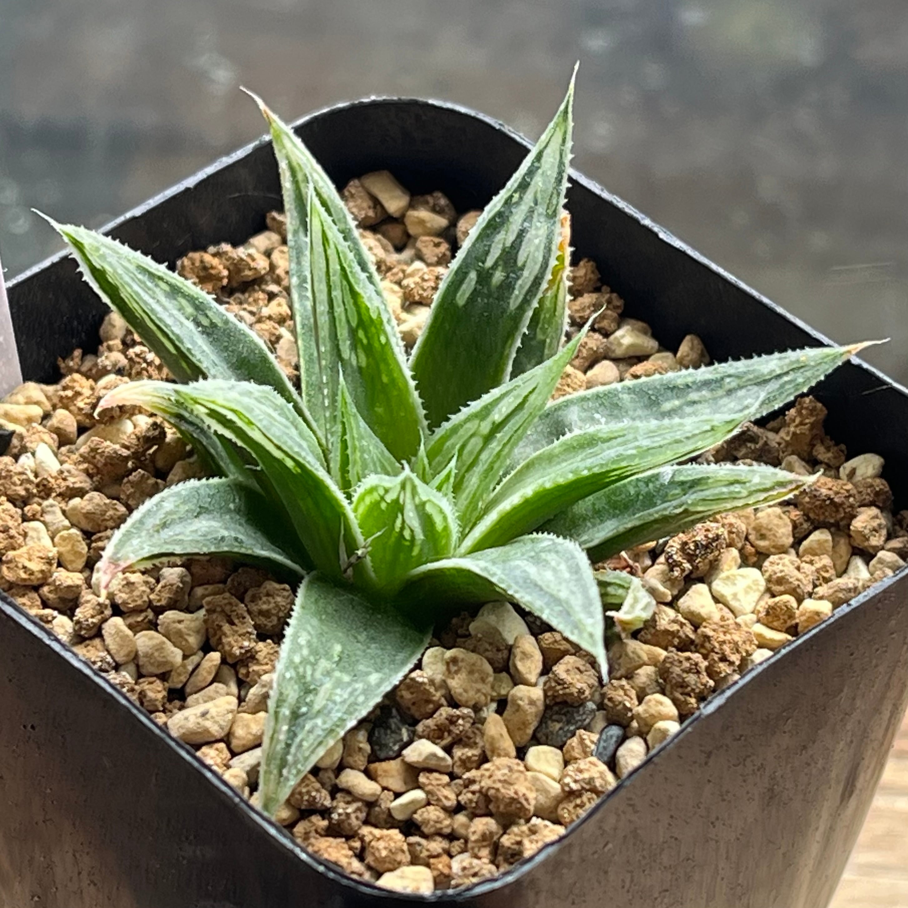 ハオルチア 花狐錦 | mocono_plants