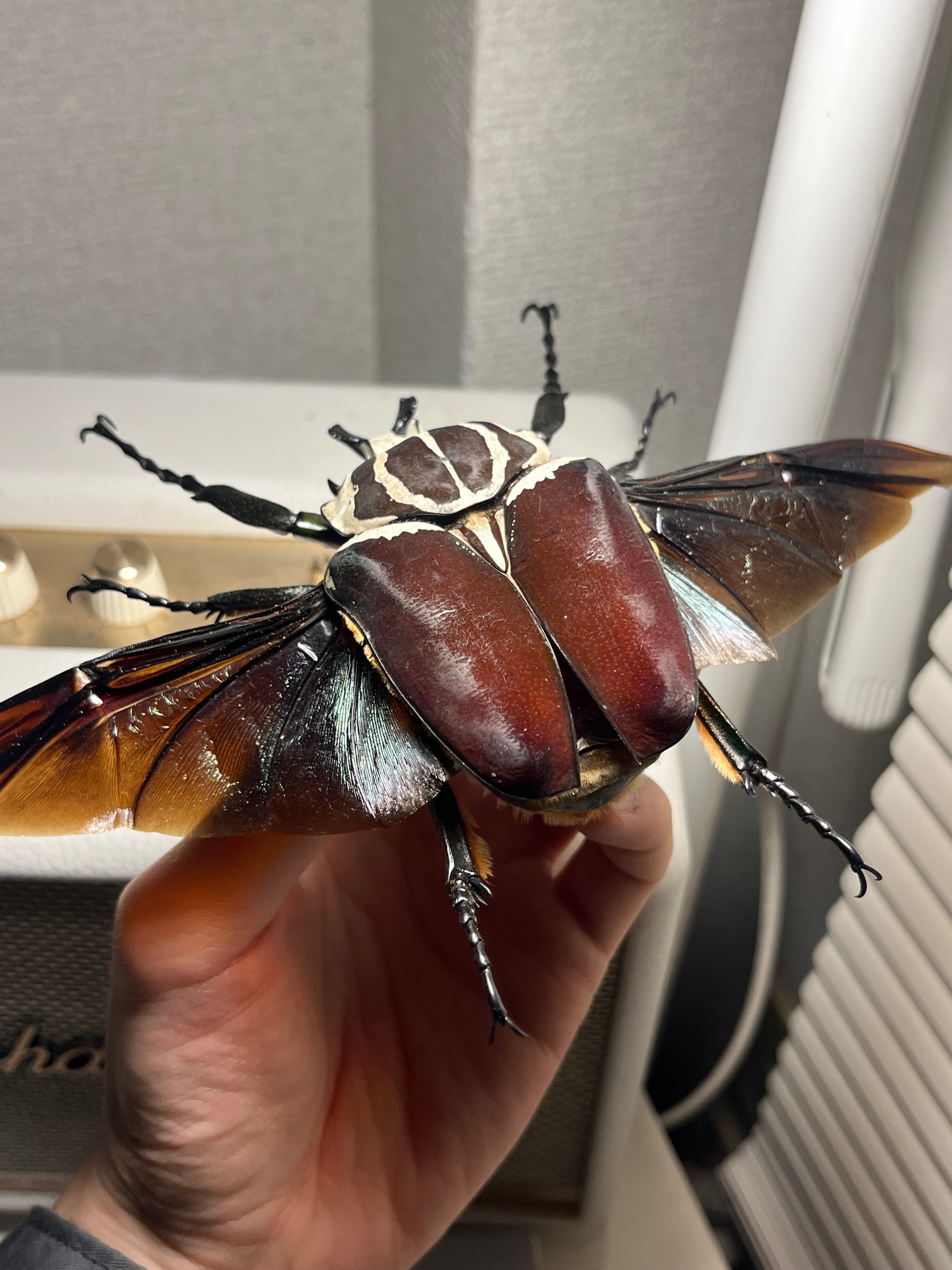 開翅95mm】ゴライアスオオツノハナムグリWC Goliath Goliath