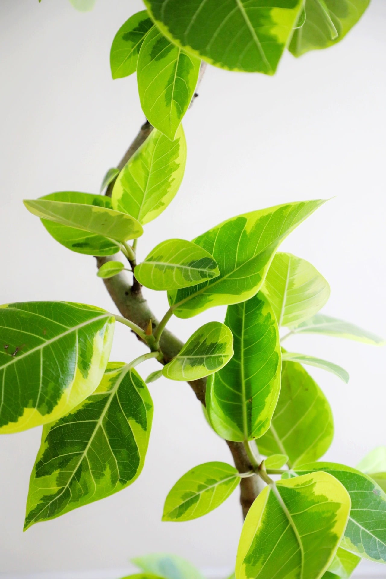 L】フィカス アルテシマ/Ficus Altissima | 【厳選植物・器】MIDORI