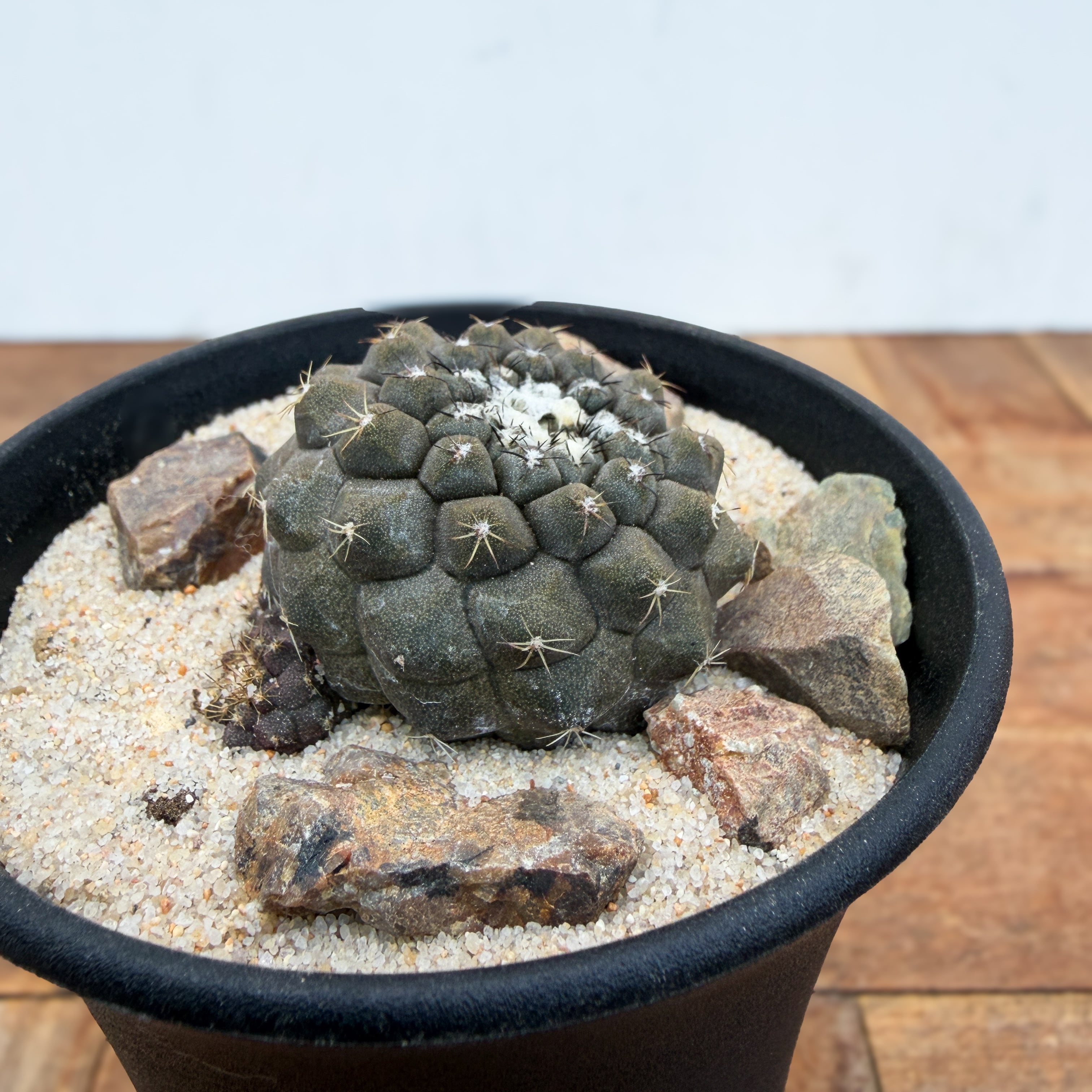 Copiapoa hypogaea【コピアポア・ヒポガエア】 | RIMO'S GREEN