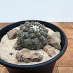 Copiapoa hypogaea【コピアポア・ヒポガエア】