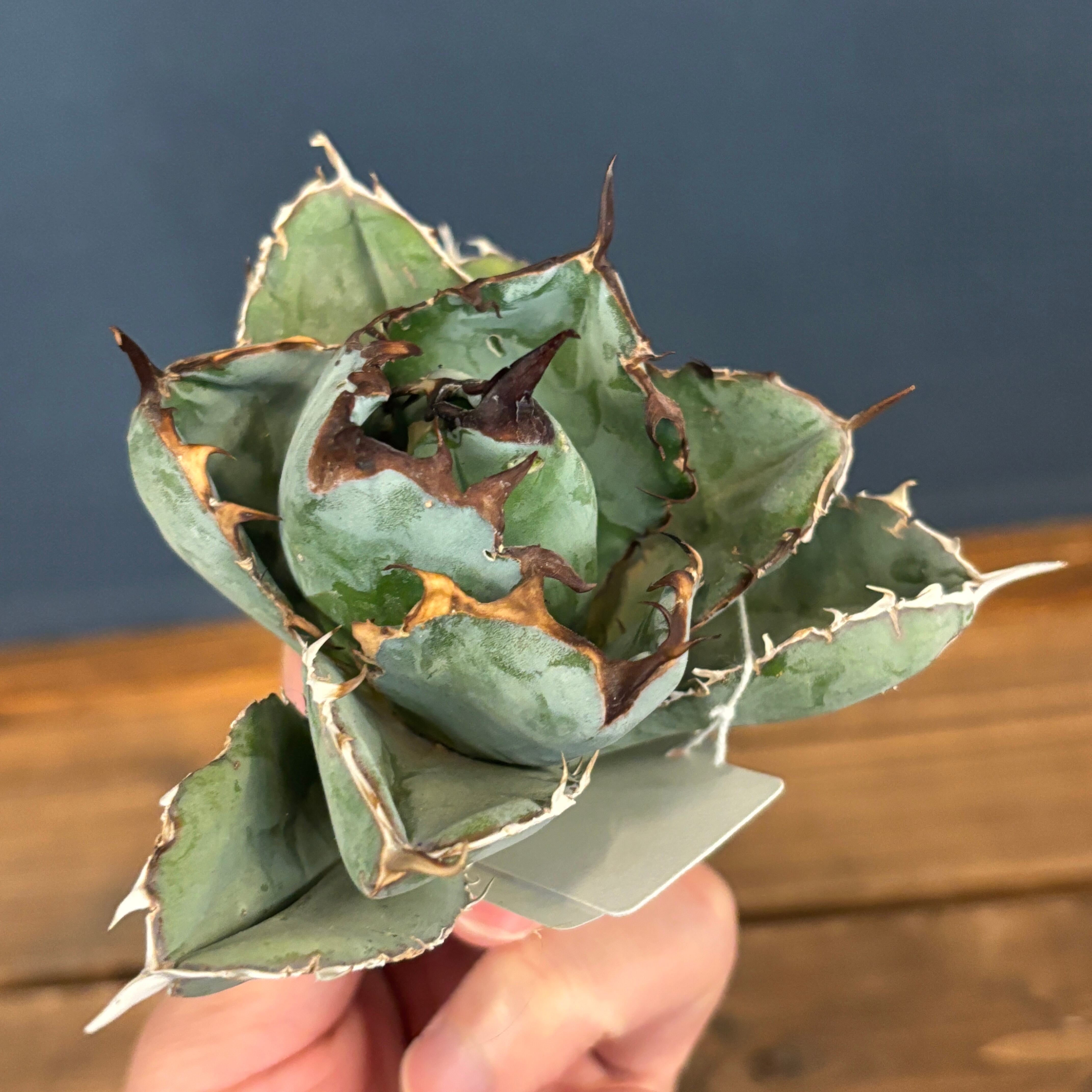 アガベ チタノタ ブラック＆ブルー(ブラックアンドブルー)【909