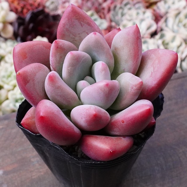 色づき最強！【バブルモンスター 2】可愛い　おすすめ　韓国多肉