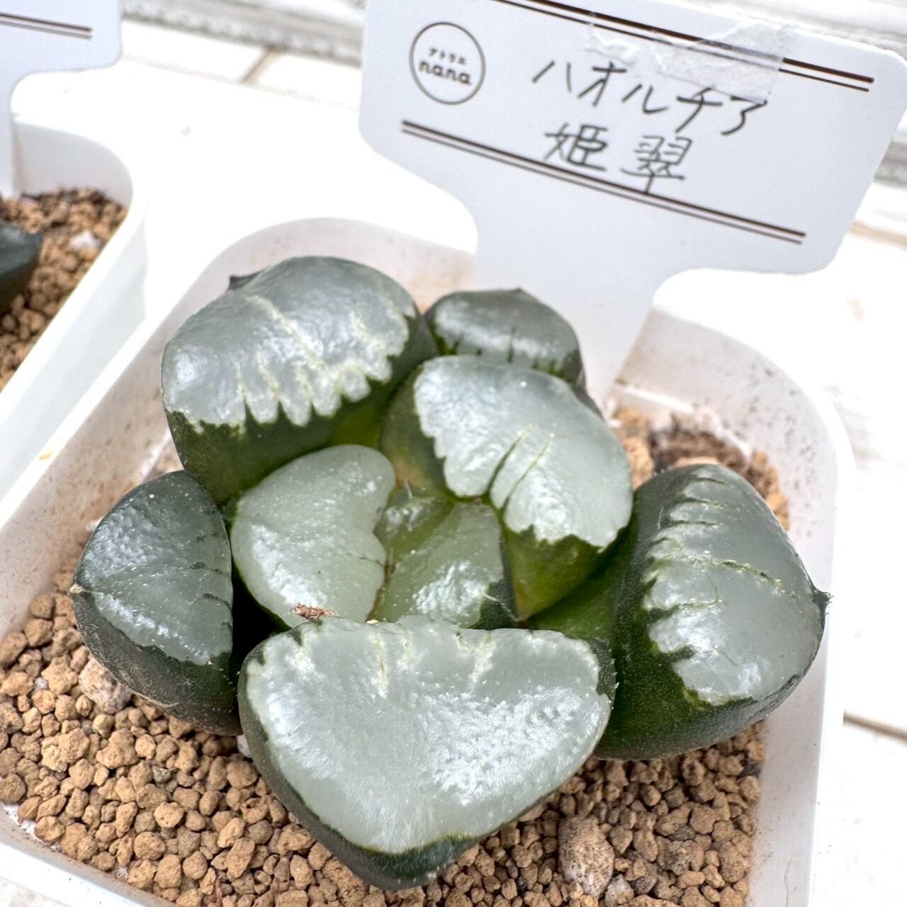 【輸入苗】ハオルチア 姫翠|多肉植物,希少種,レア