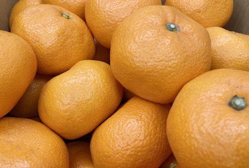 みかん（三ヶ日みかん）2Lサイズ　7kg