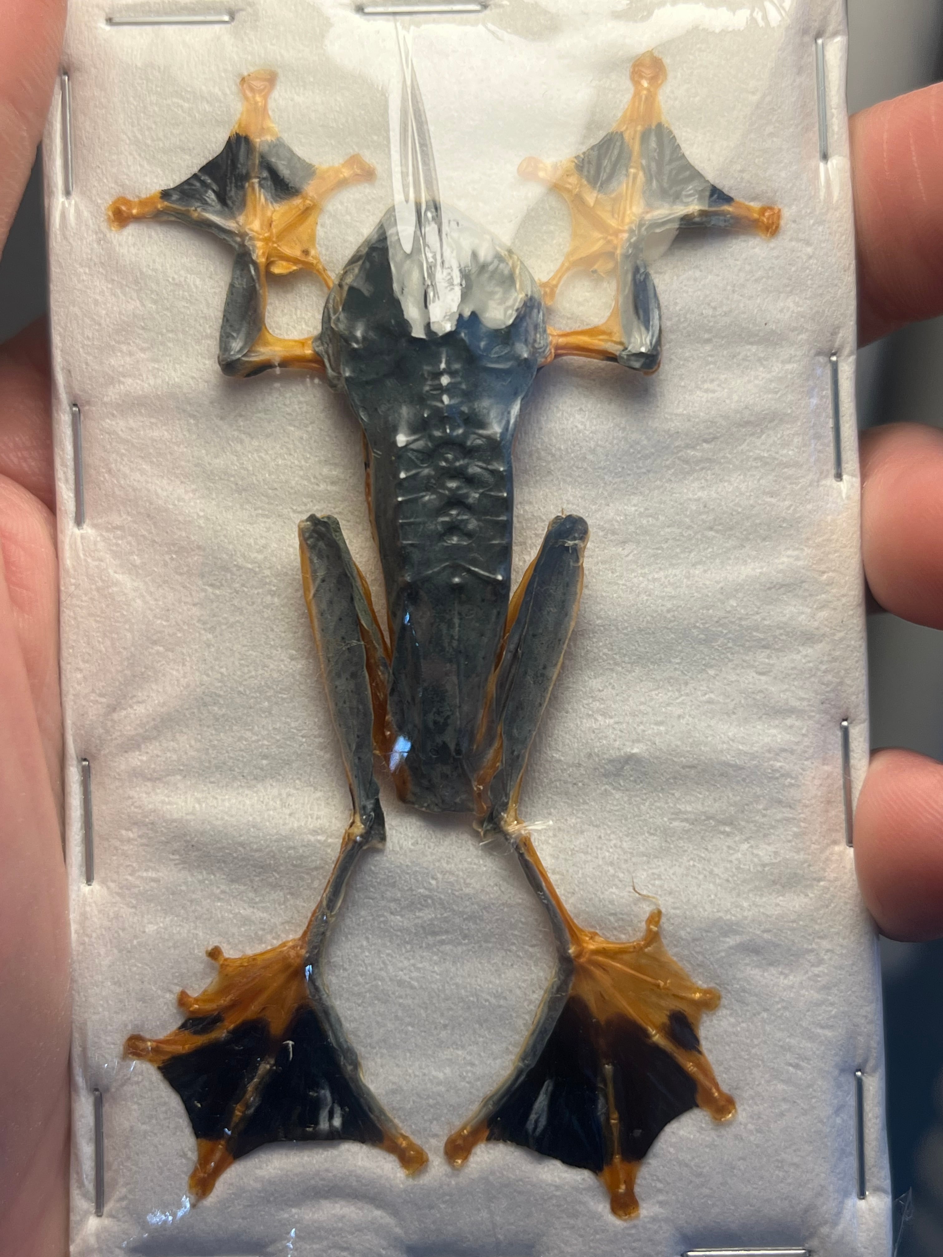 蛙標本】ジャワトビガエル イエアメガエル グミガエル アマガエル