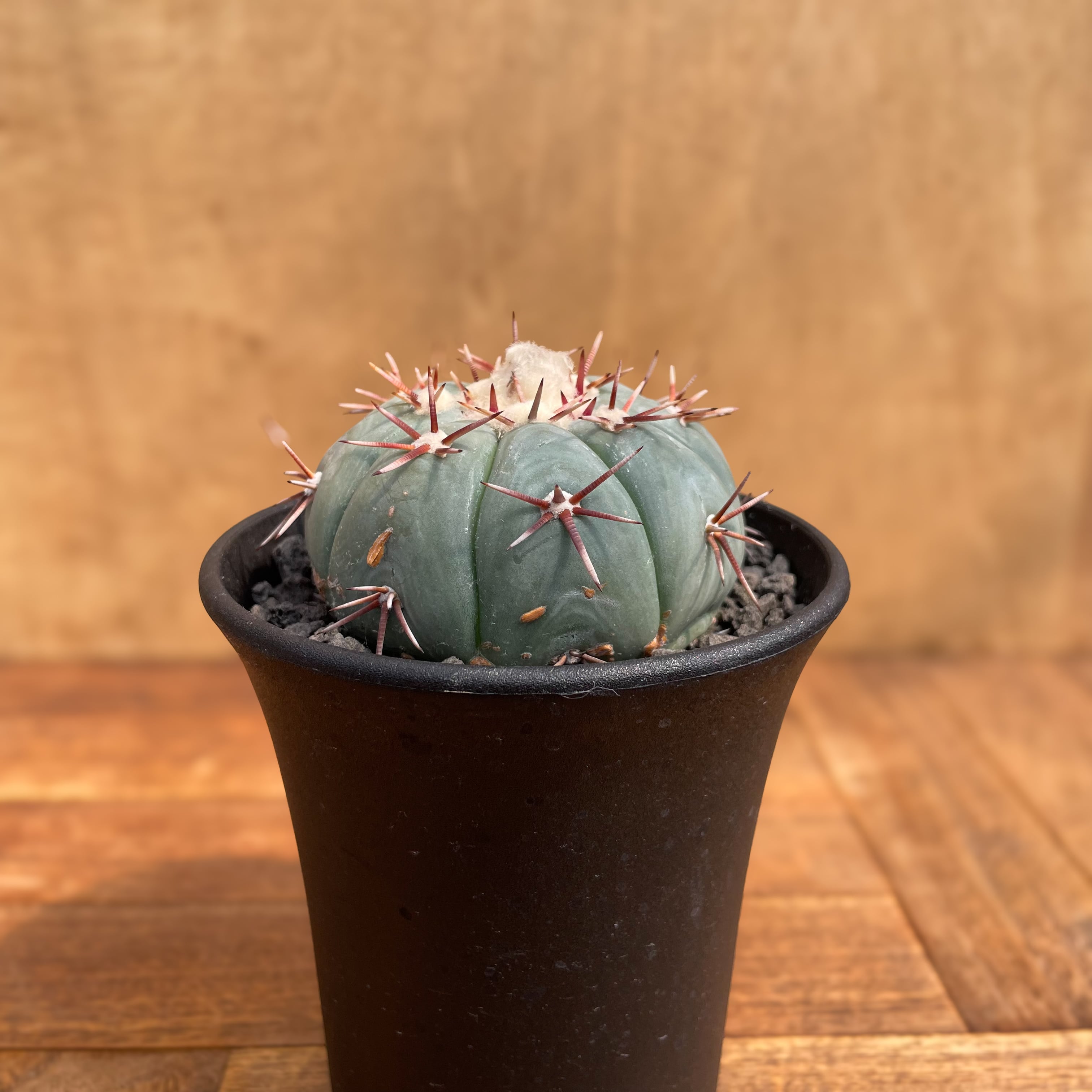 Echinocactus horizonthaloniusエキノカクタス・太平丸 | RIMO'S